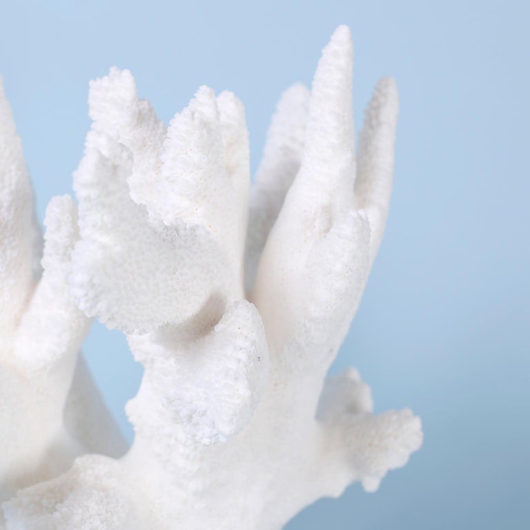 White Coral Specimen on Lucite at 1stDibs