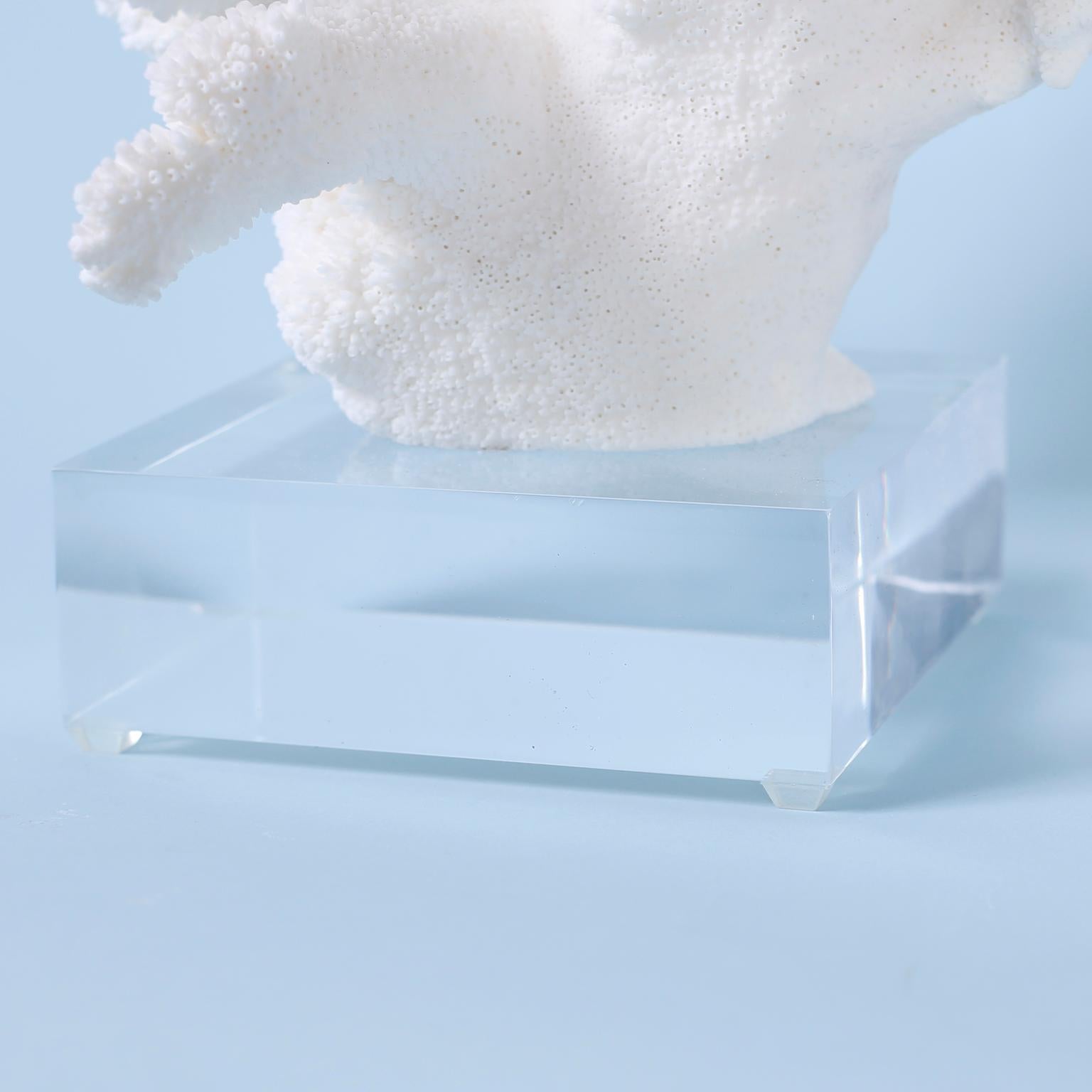 White Coral Specimen on Lucite In Good Condition In Palm Beach, FL
