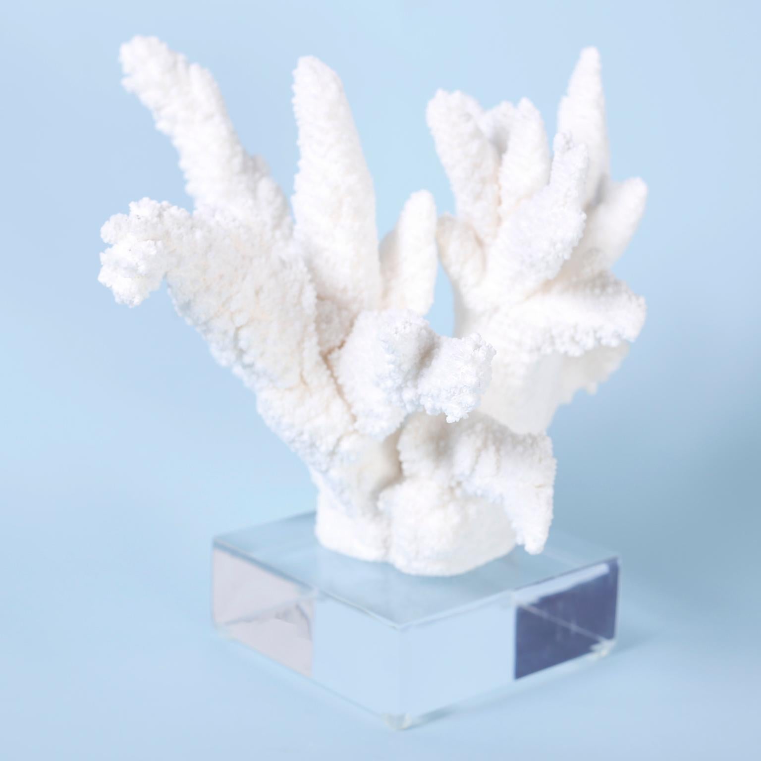 20th Century White Coral Specimen on Lucite