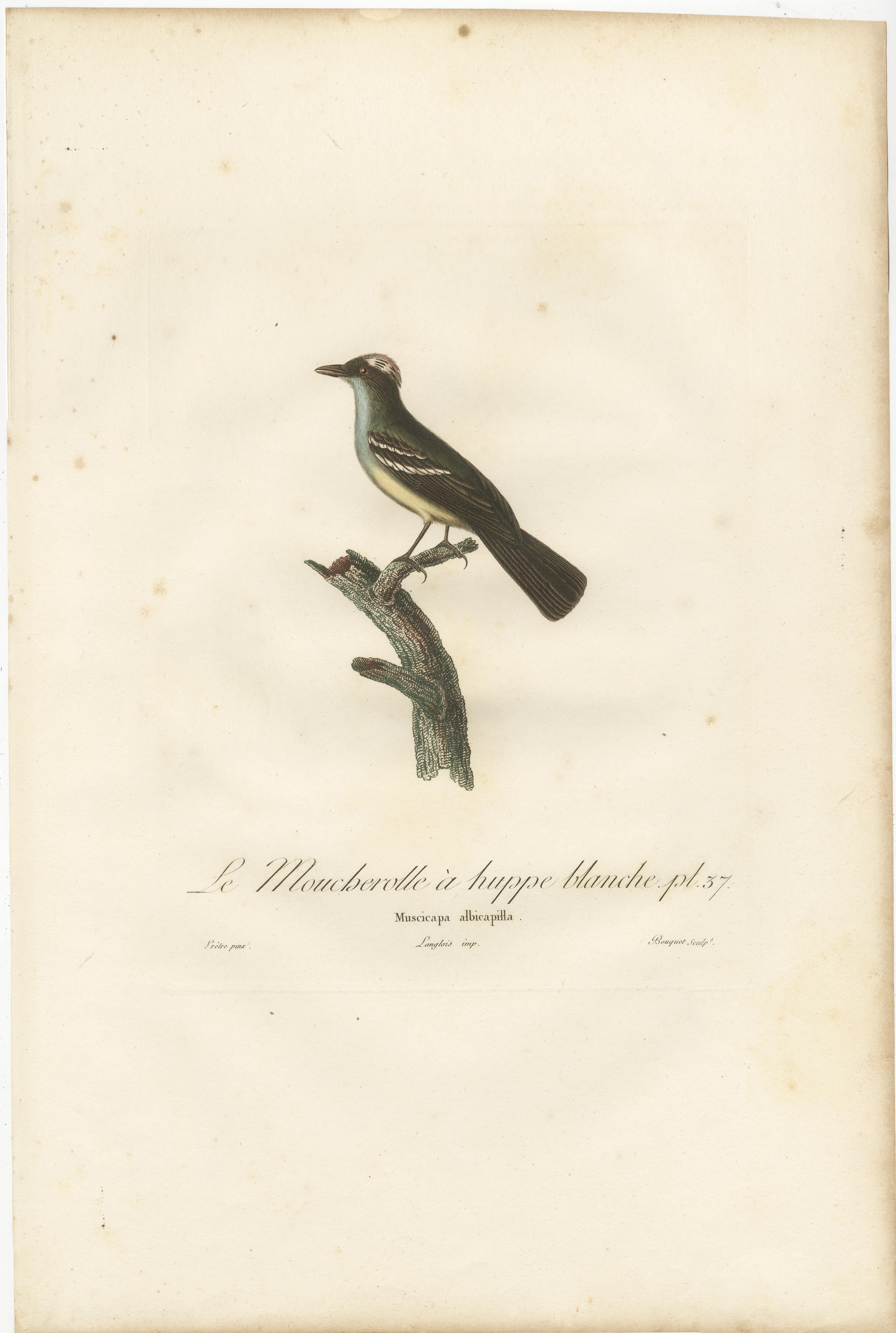The uploaded handcolored antique print, titled 'Le Moucherolle à huppe blanche', represents a white-crested flycatcher, known for its distinctive plumage. The bird is shown perched elegantly on a branch, with its head raised, displaying a prominent