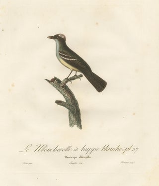 White-Crested Flycatcher - 'Le Moucherolle à huppe blanche' Ornithological Art, view 3
