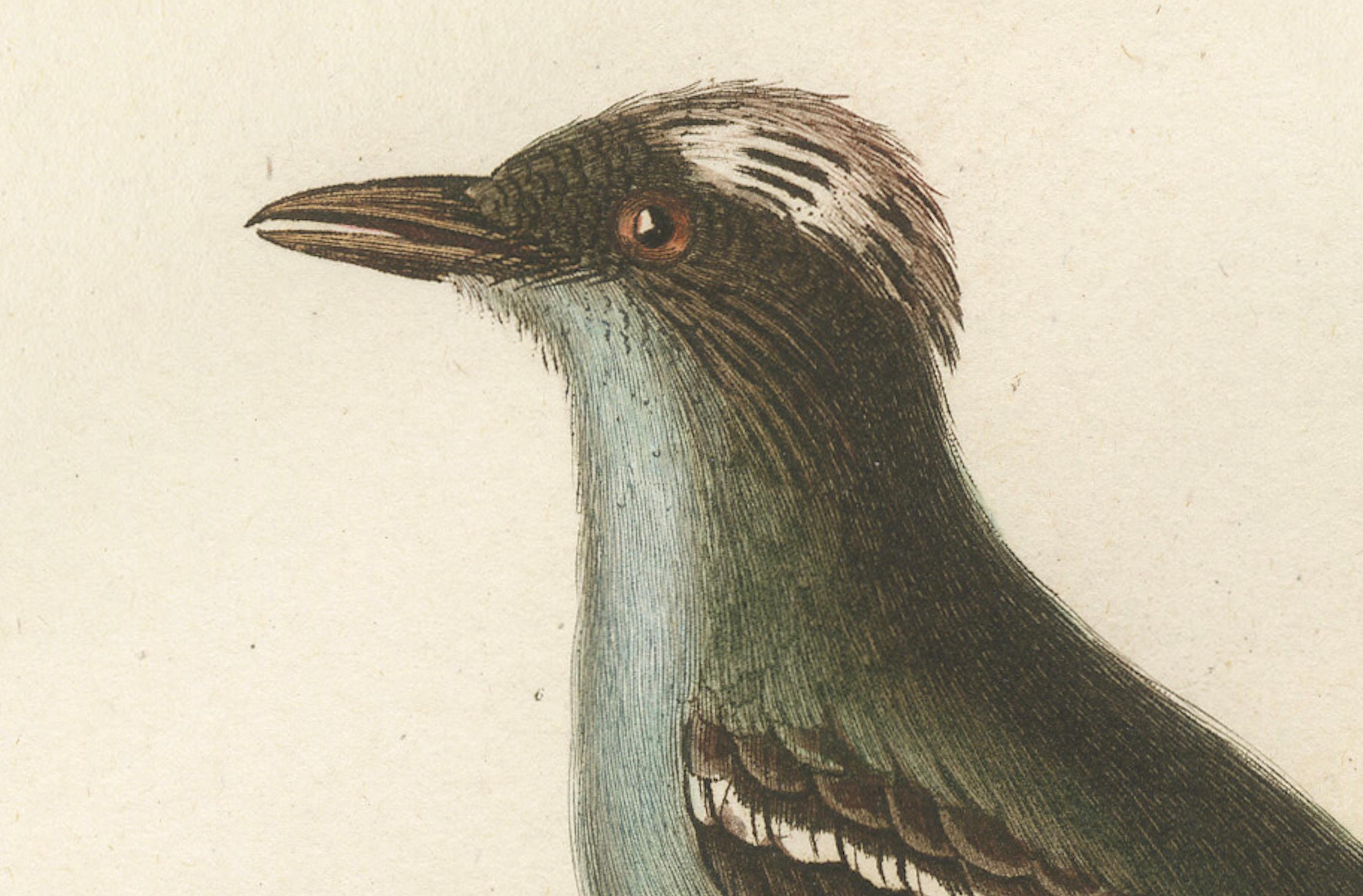 19th Century White-Crested Flycatcher - 'Le Moucherolle à huppe blanche' Ornithological Art For Sale