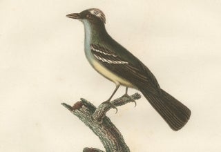 White-Crested Flycatcher - 'Le Moucherolle à huppe blanche' Ornithological Art, view 5