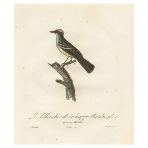 White-Crested Flycatcher - 'Le Moucherolle à huppe blanche' Ornithological Art
