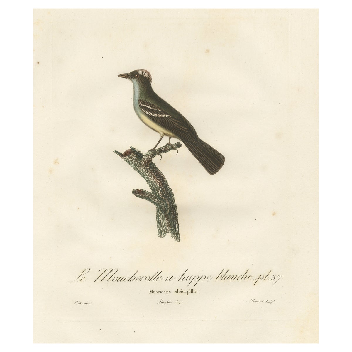 White-Crested Flycatcher - 'Le Moucherolle à huppe blanche' Ornithological Art