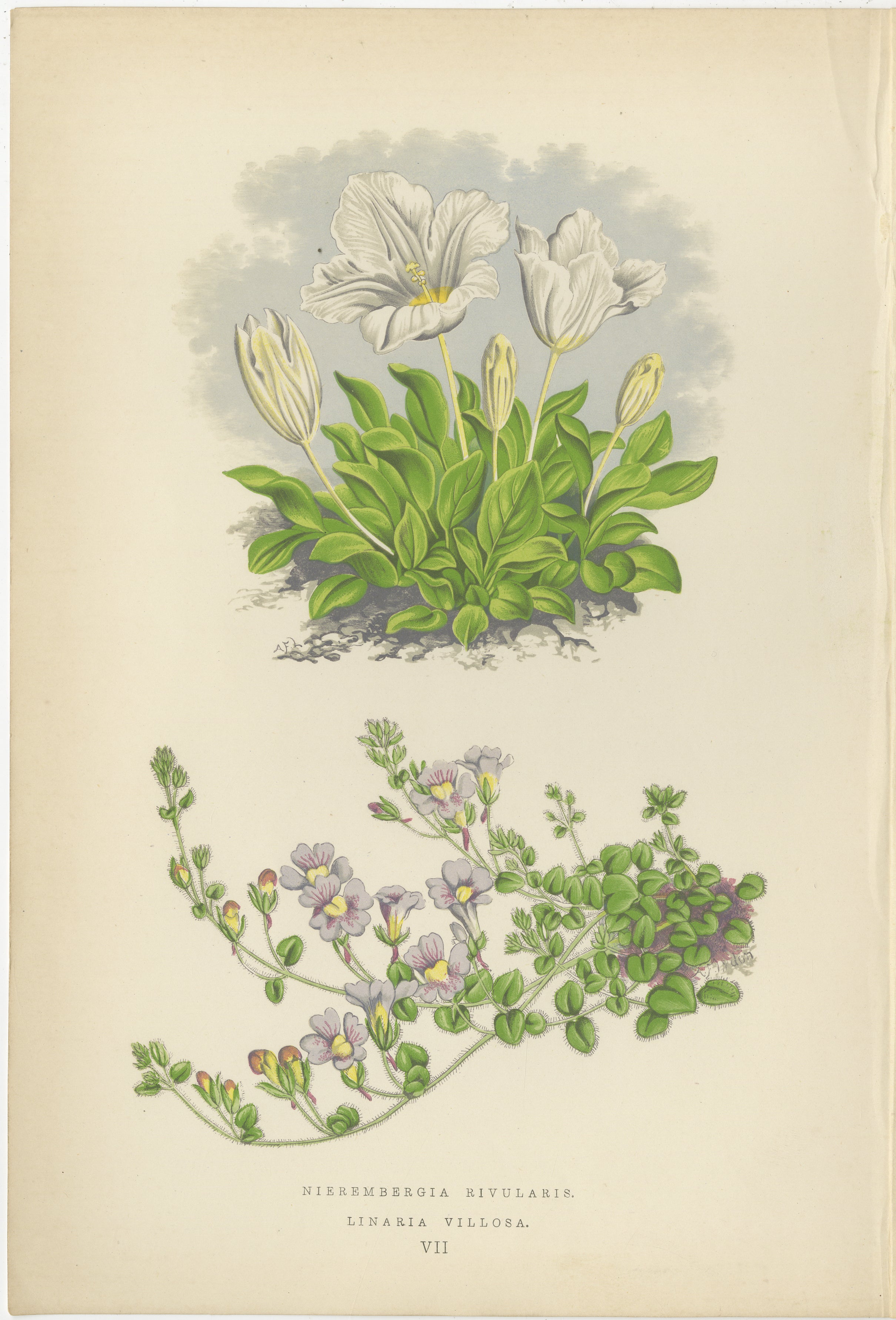 Weiße Becherblume und Haariges Leinkraut, handkolorierter botanischer Druck, 1874  

Dieser elegante handkolorierte botanische Druck aus dem Jahr 1874 zeigt zwei blühende Alpenpflanzen: Nierembergia rivularis (Weiße Becherblume) und Linaria villosa