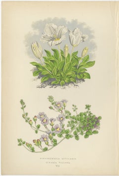 White Cupflower and Hairy Toadflax, Hand-Coloured Botanical Print, 1874