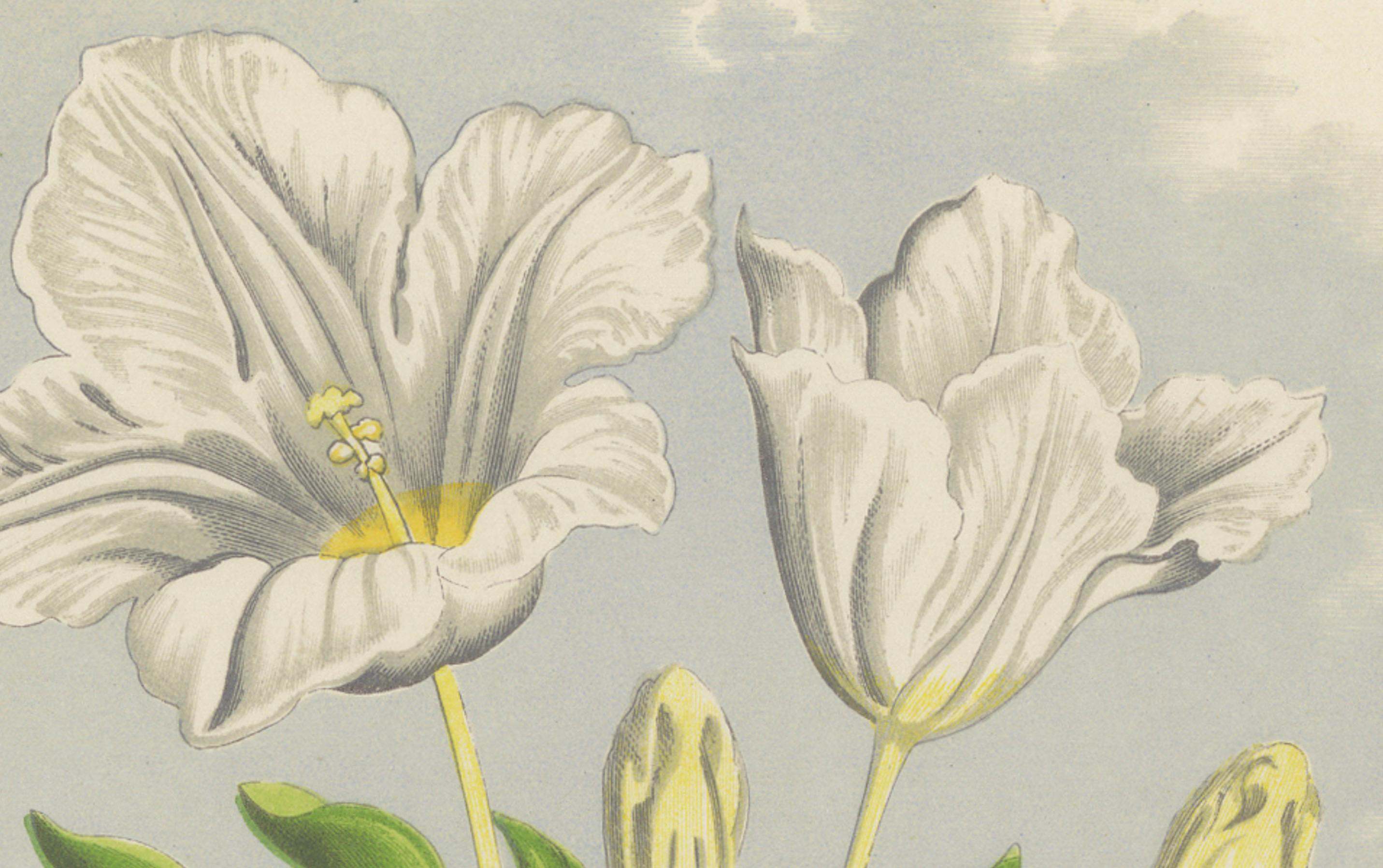 Weiße weiße Kuppelblume und Haarfarbener Toadflax, handkolorierter botanischer Druck, 1874 im Zustand „Gut“ im Angebot in Langweer, NL