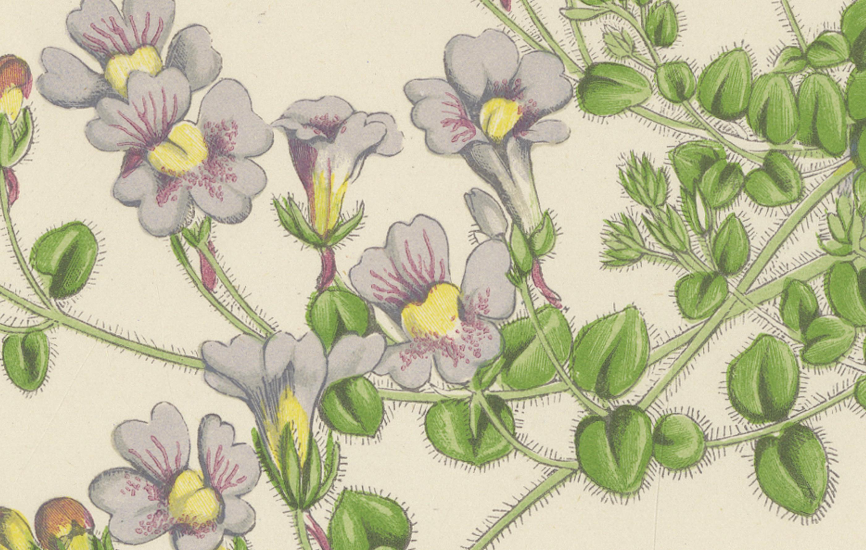Weiße weiße Kuppelblume und Haarfarbener Toadflax, handkolorierter botanischer Druck, 1874 (Spätes 19. Jahrhundert) im Angebot