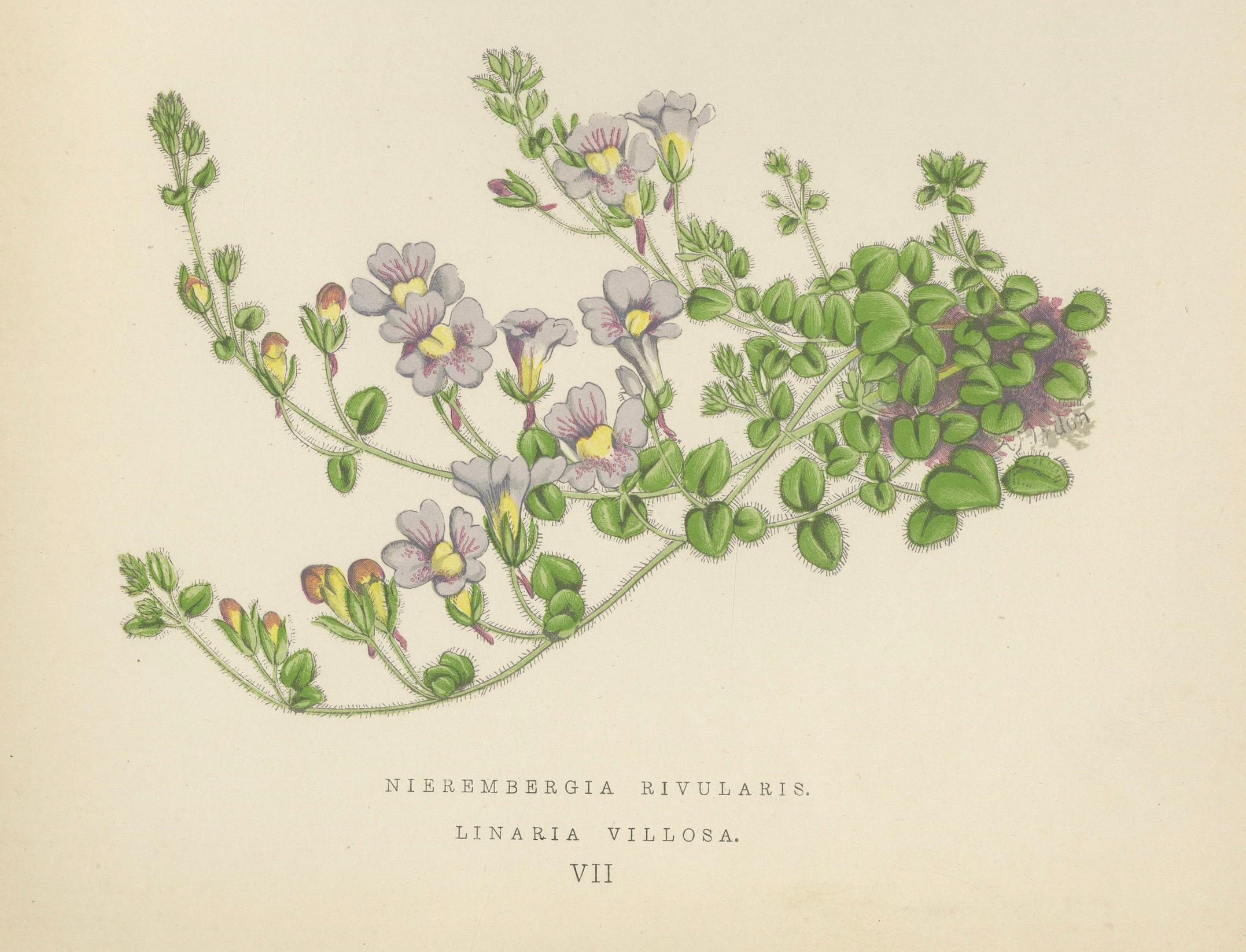 Weiße weiße Kuppelblume und Haarfarbener Toadflax, handkolorierter botanischer Druck, 1874 (Papier) im Angebot