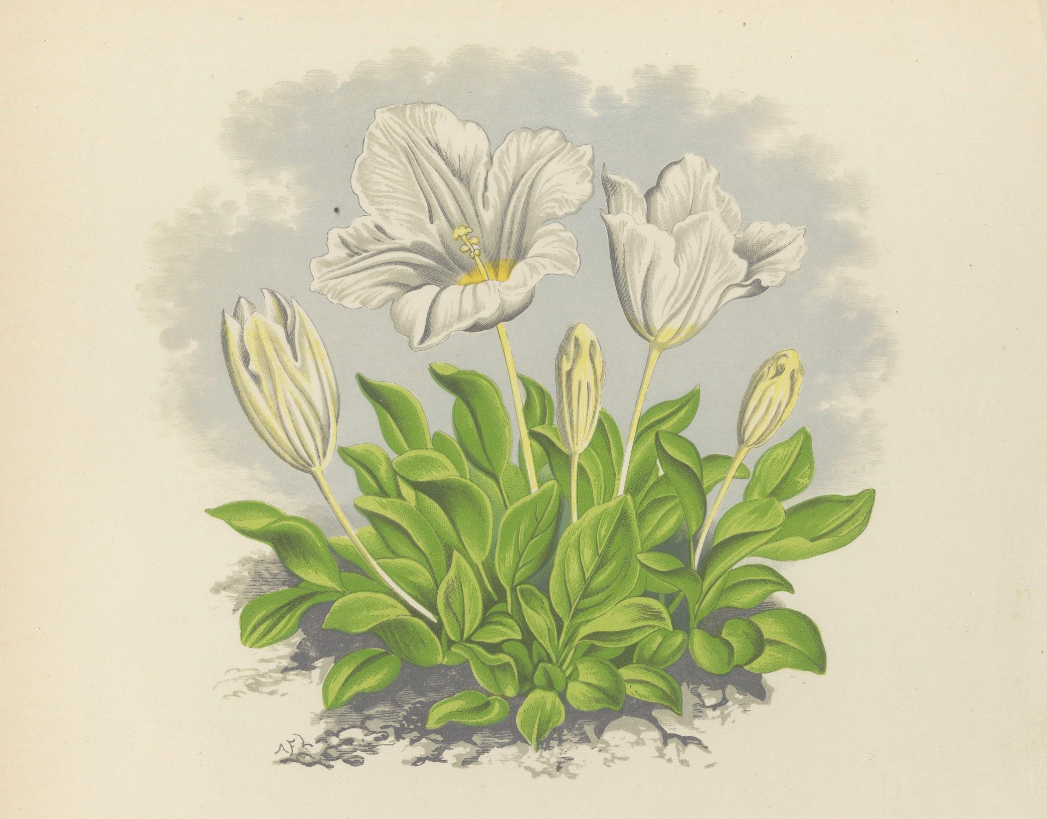 Weiße weiße Kuppelblume und Haarfarbener Toadflax, handkolorierter botanischer Druck, 1874 im Angebot 1