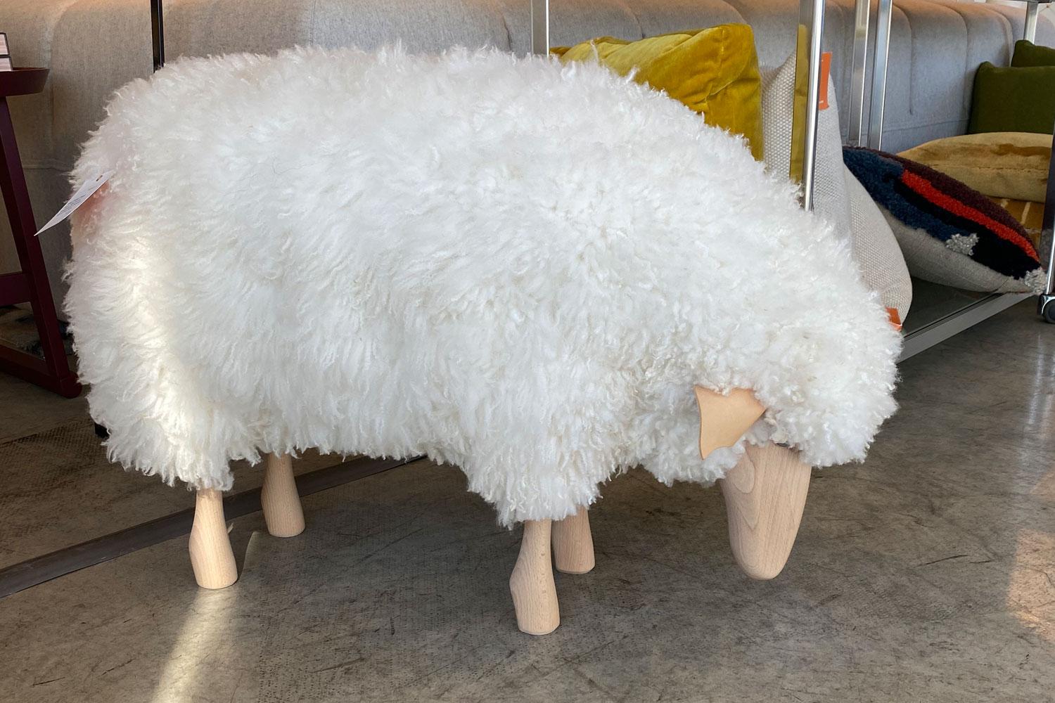 curly wool sheep