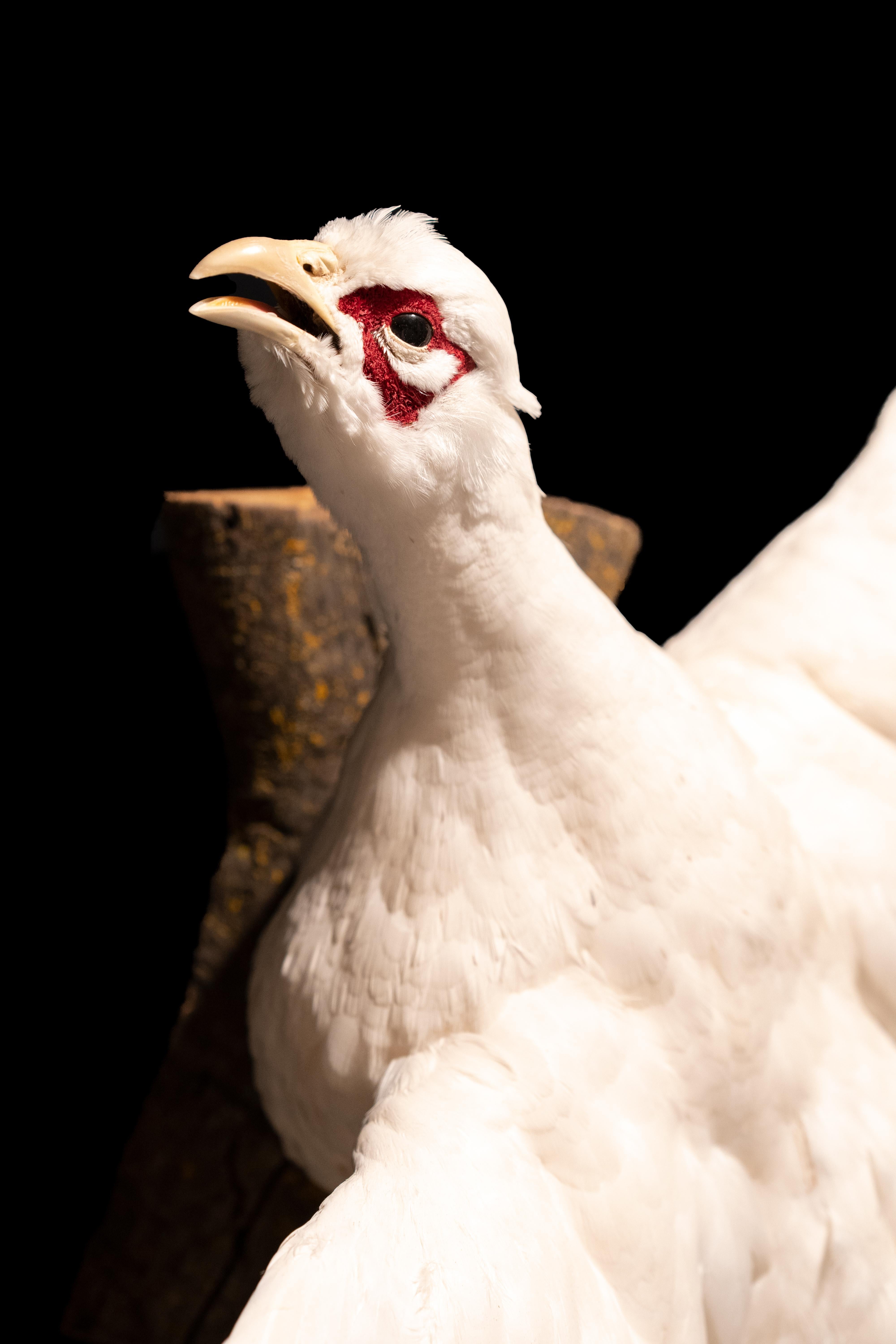 This White Eared Pheasant's in-flight pose is the perfect way to showcase all of those amazing white feathers, it's a wonderful addition to any collection, perfect for town or country.