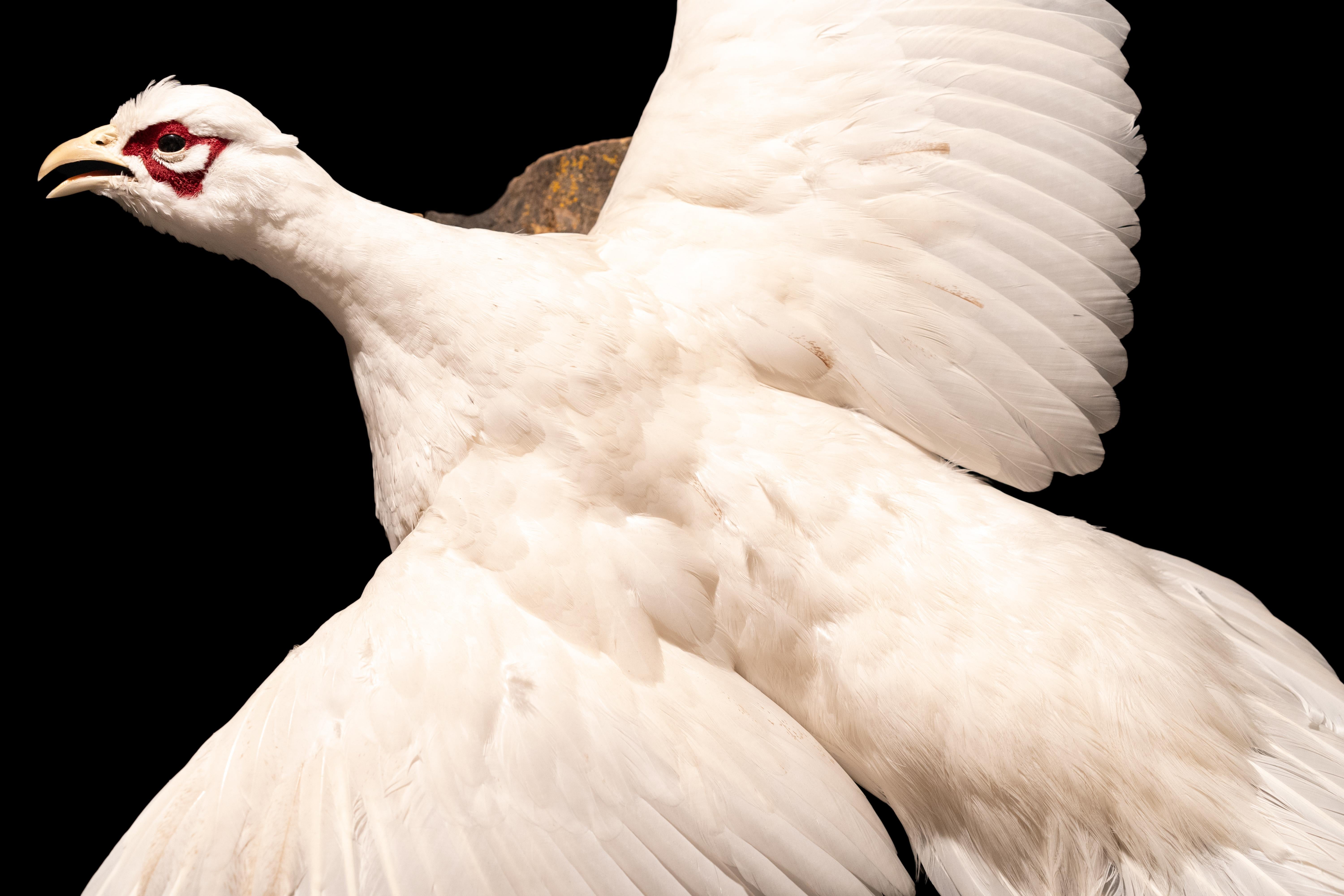 albino pheasant