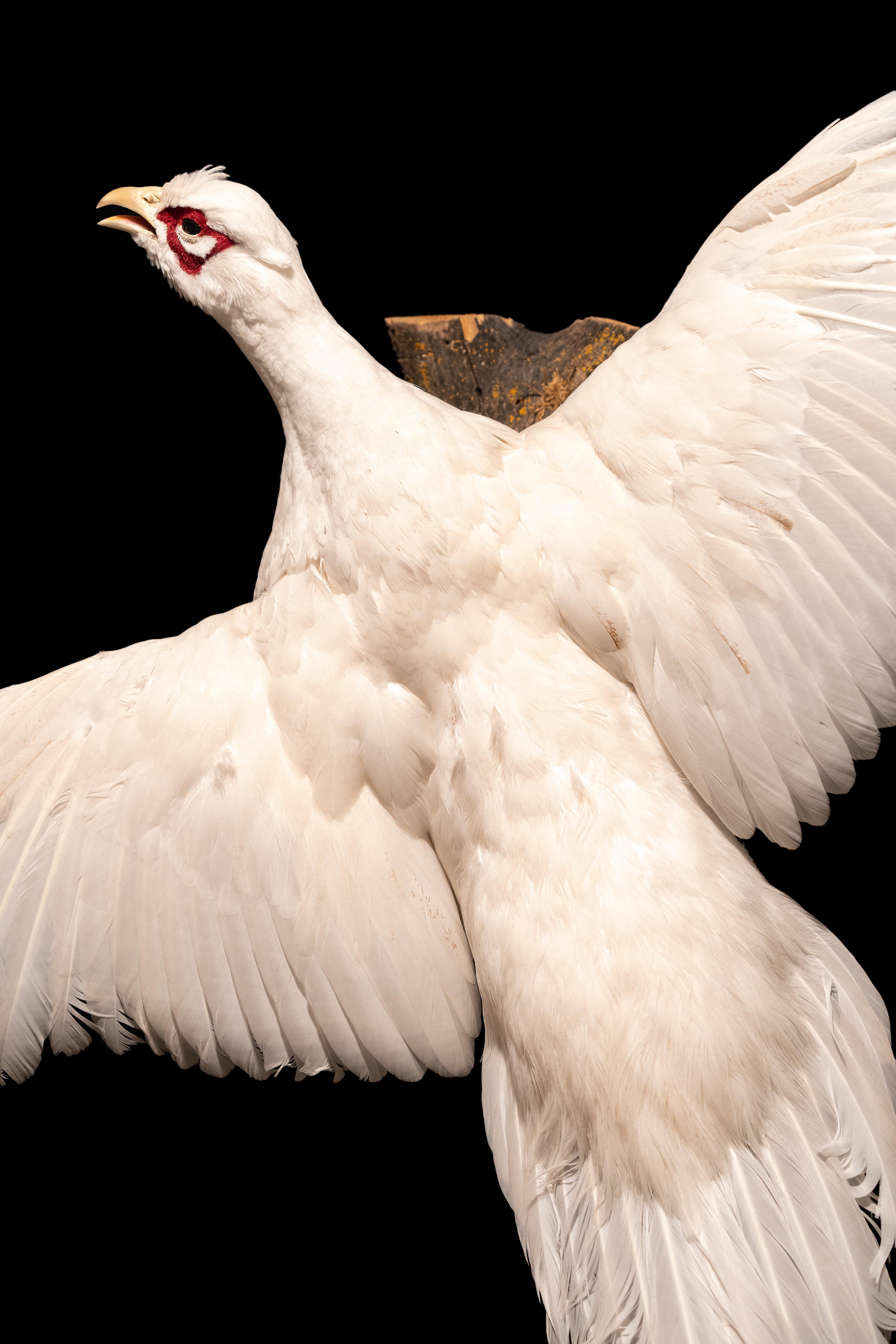 white pheasant