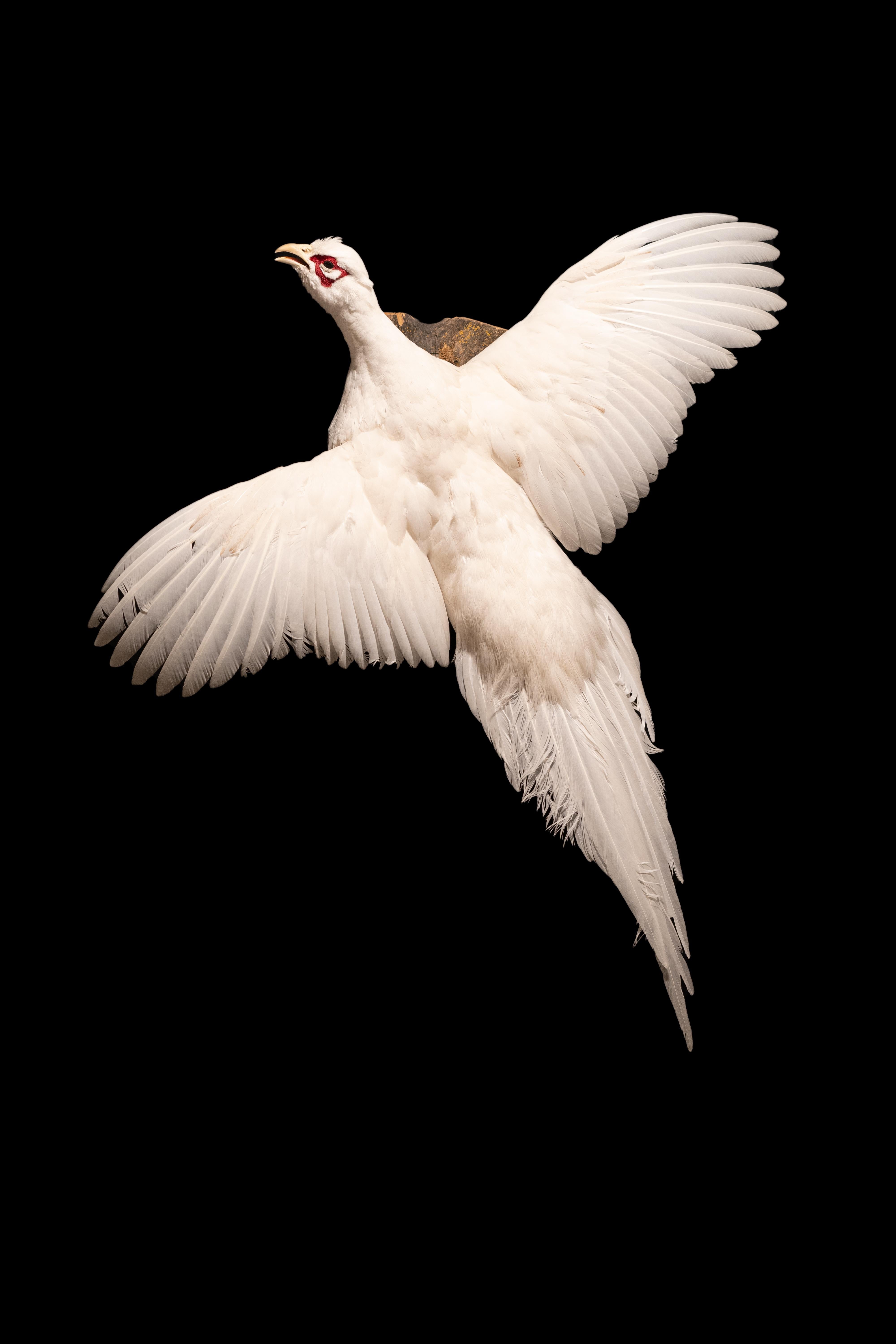 Victorian White Eared Pheasant Mounted Taxidermy Specimen