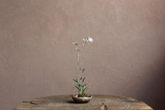 White egret flower by Yumiko Kuwahata / Bonsai / wabi-sabi