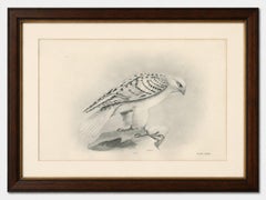 Antique Greenland Gyrfalcon Bird Print by Lilian M. Medland, circa 1908