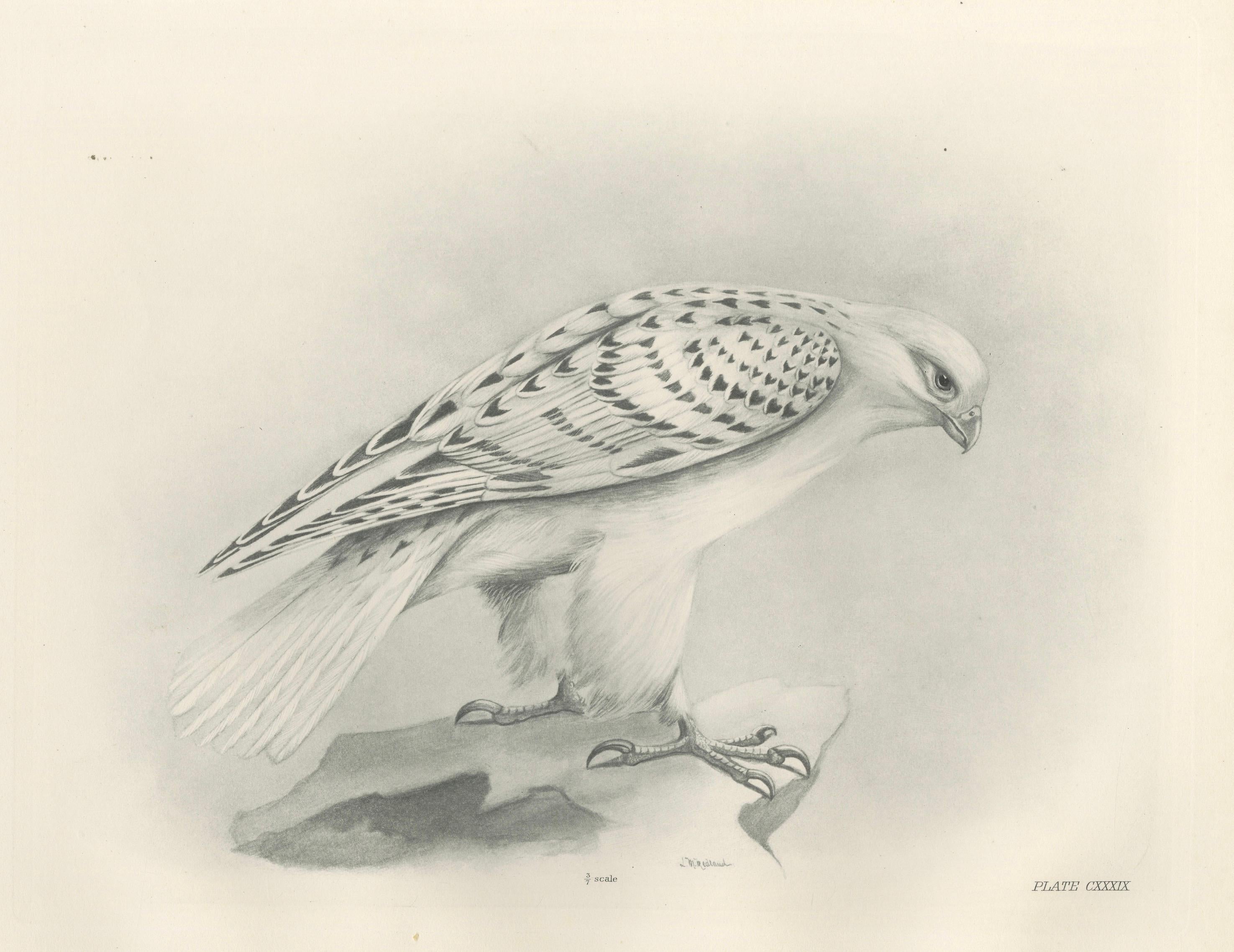 Antique Greenland Gyrfalcon Bird Print by Lilian M. Medland, circa 1908