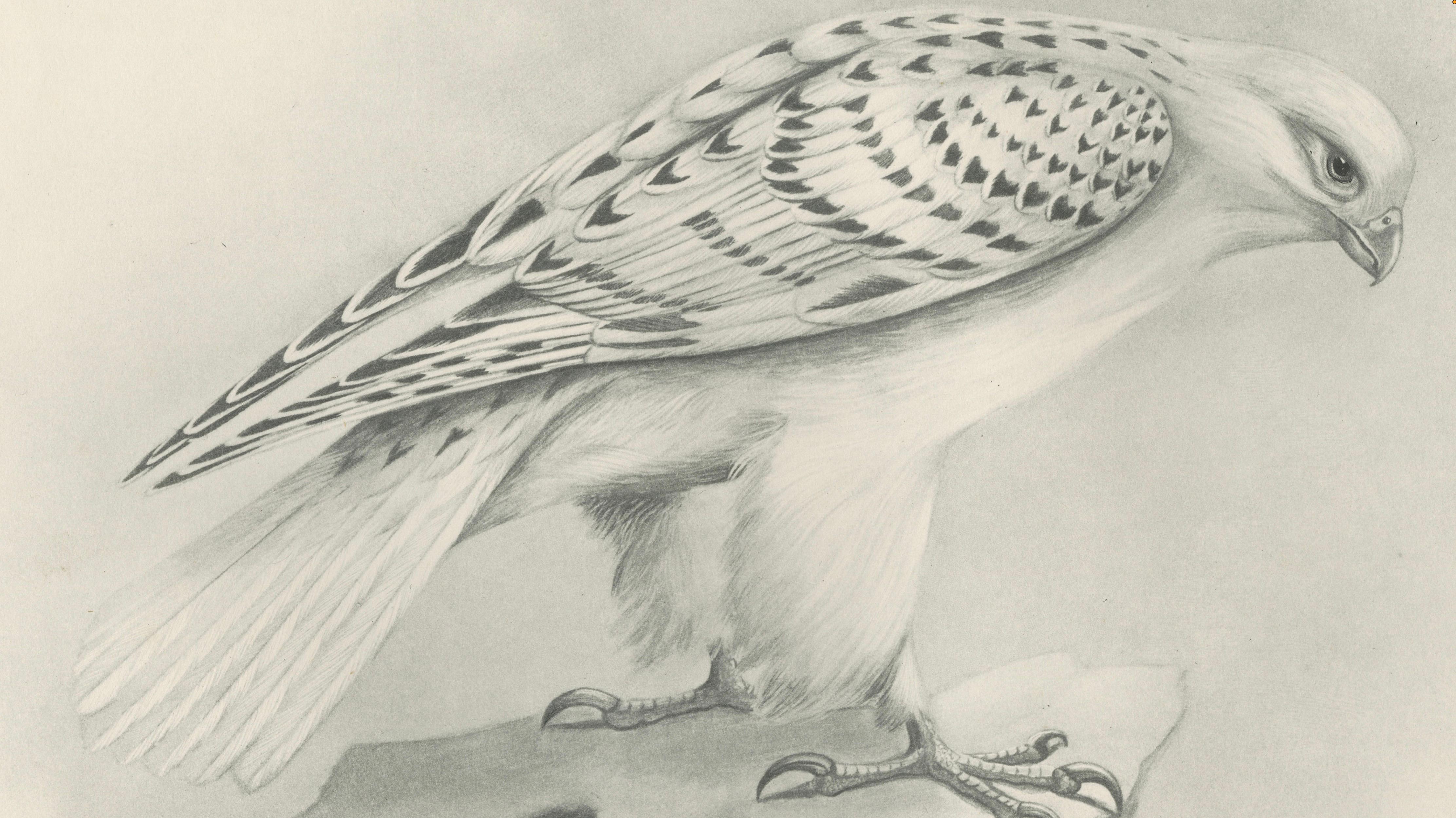 Antique Greenland Gyrfalcon Bird Print by Lilian M. Medland, circa 1908