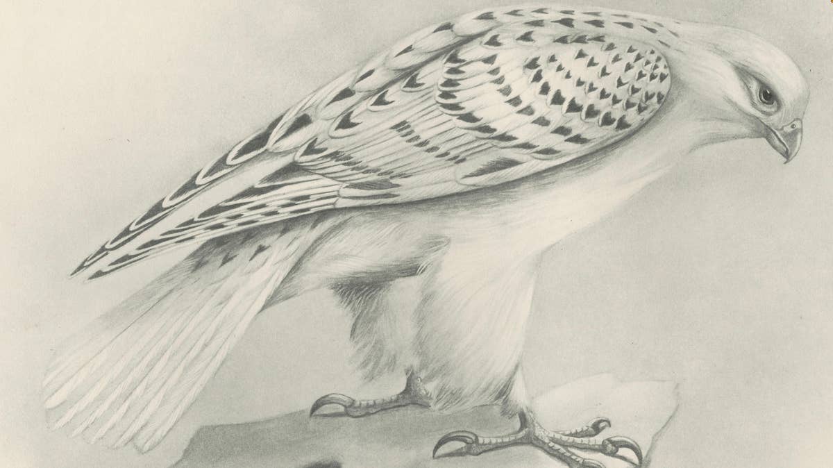Antique Greenland Gyrfalcon Bird Print by Lilian M. Medland, circa 1908