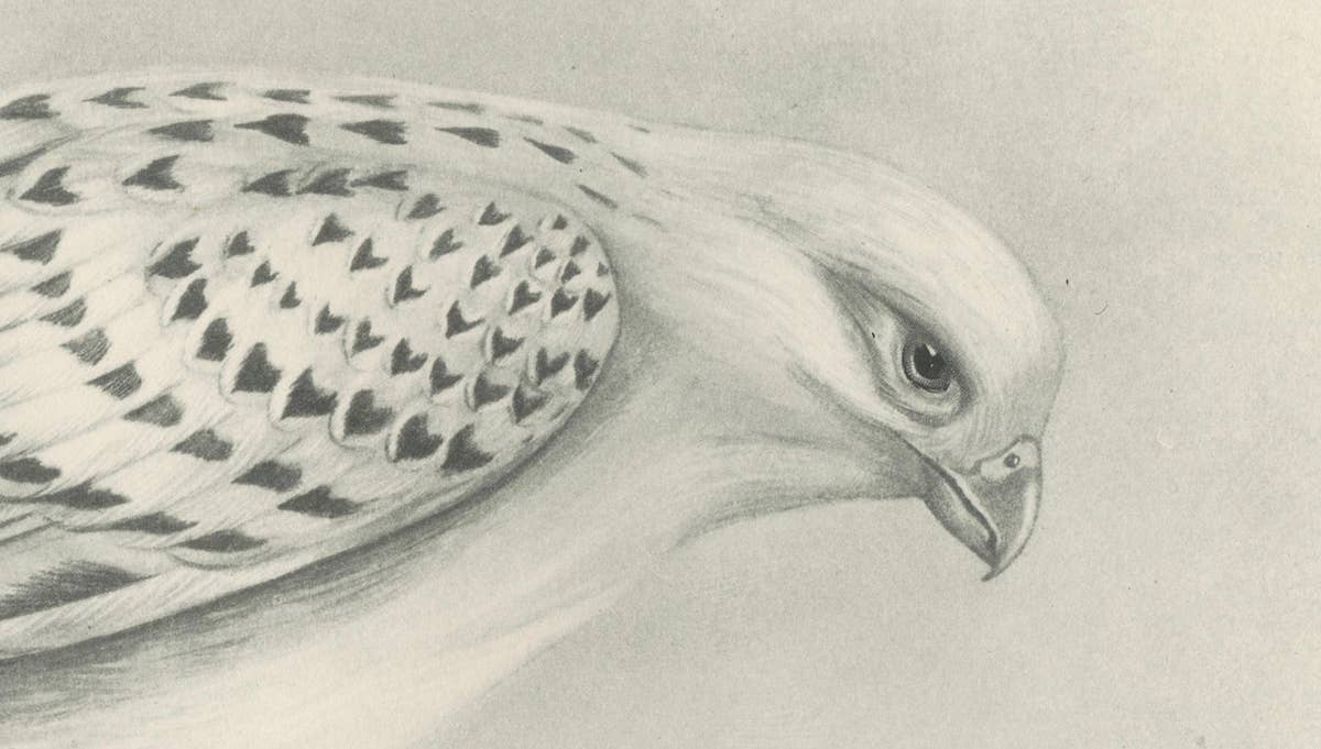 Antique Greenland Gyrfalcon Bird Print by Lilian M. Medland, circa 1908