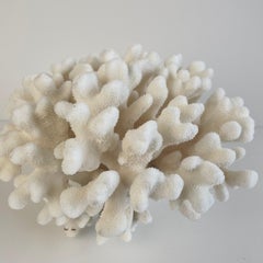 White Finger Coral