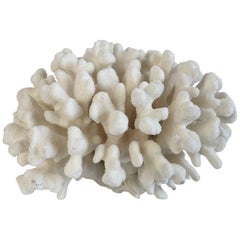 White Finger Coral