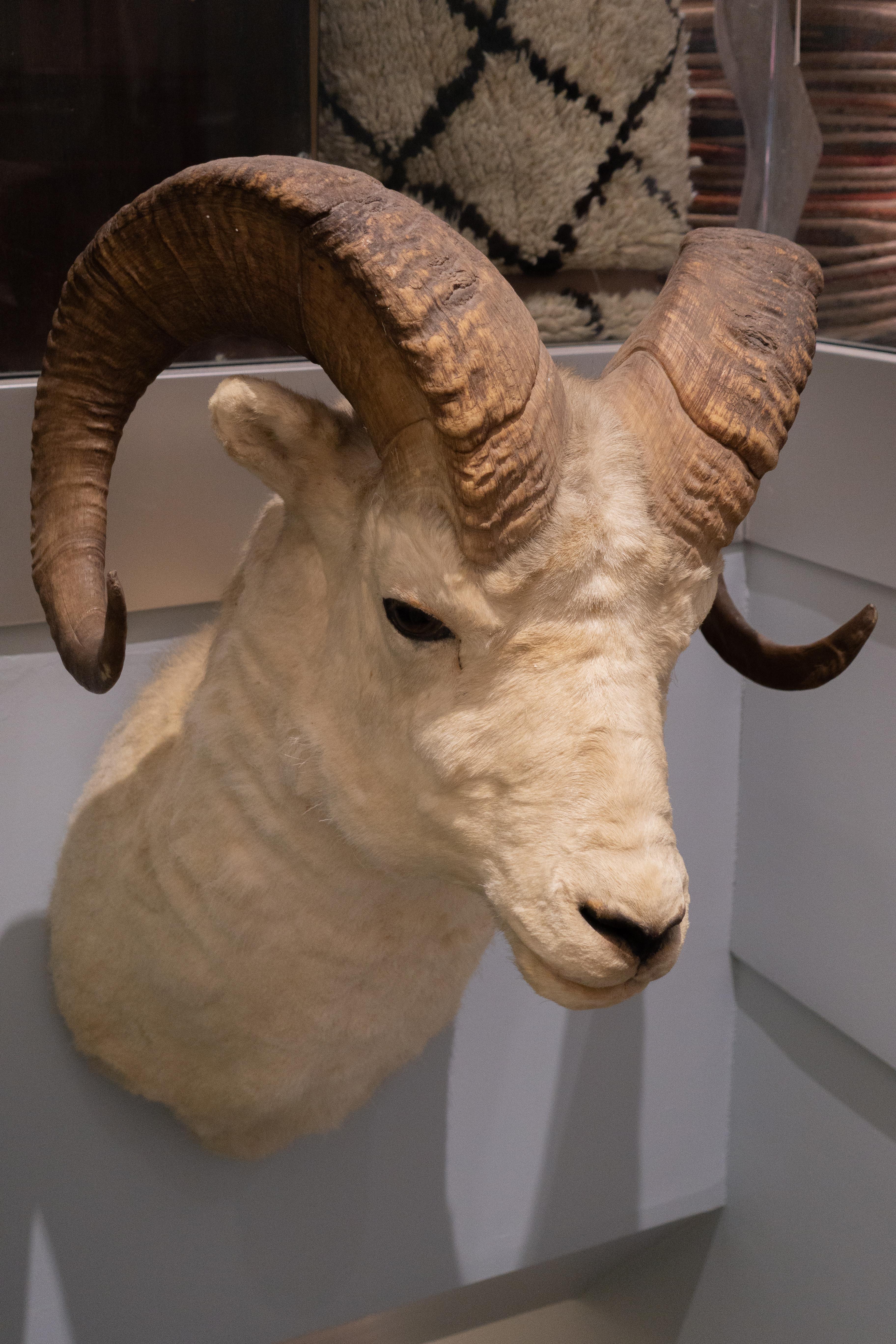 Taxidermy white horned sheep mount, from Jonas Brothers master taxidermists in Denver Colorado, dated March 12 1929.