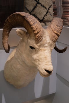 White Horned Sheep Mount Taxidermy, Denver, 1929