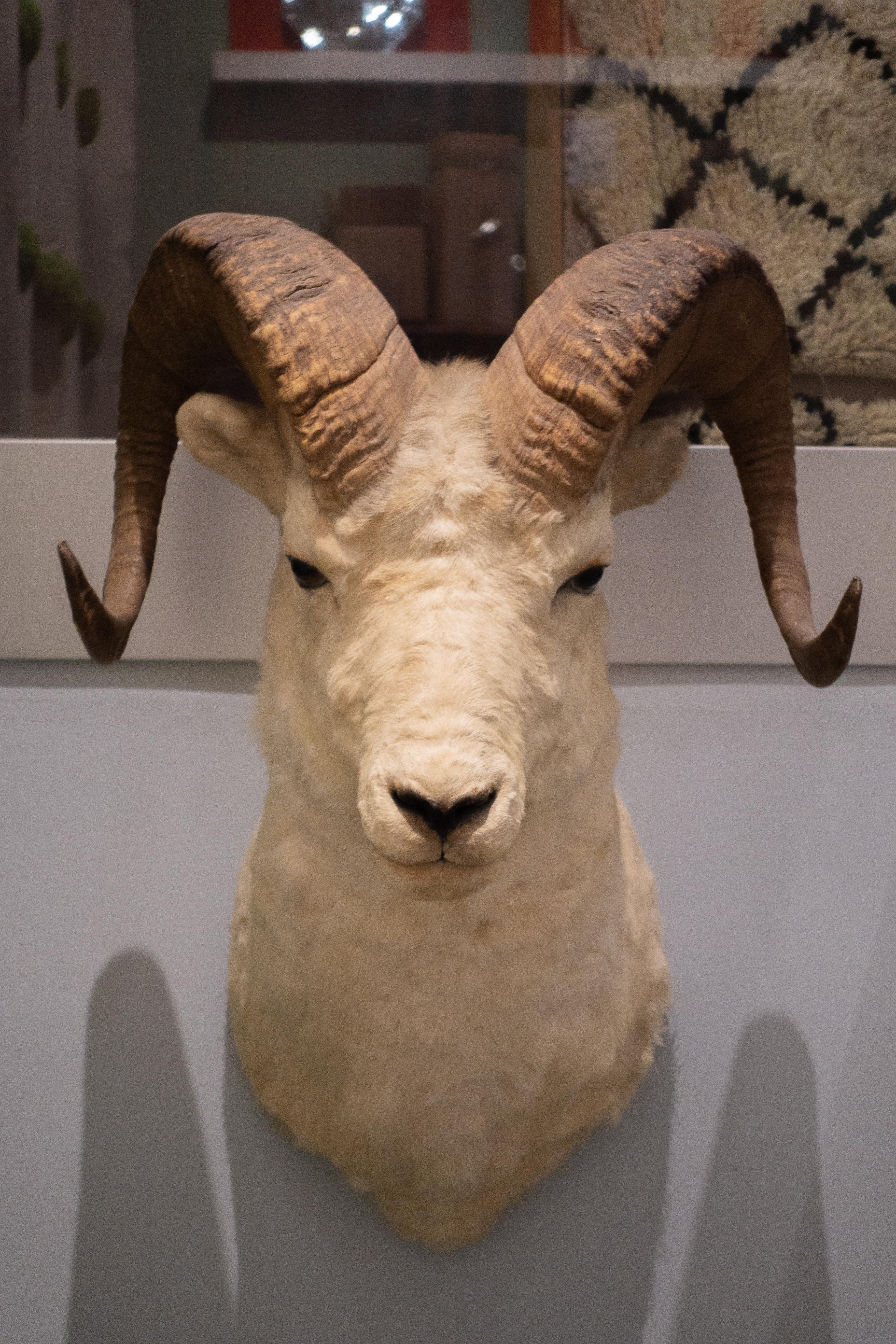 Victorian White Horned Sheep Mount Taxidermy, Denver, 1929