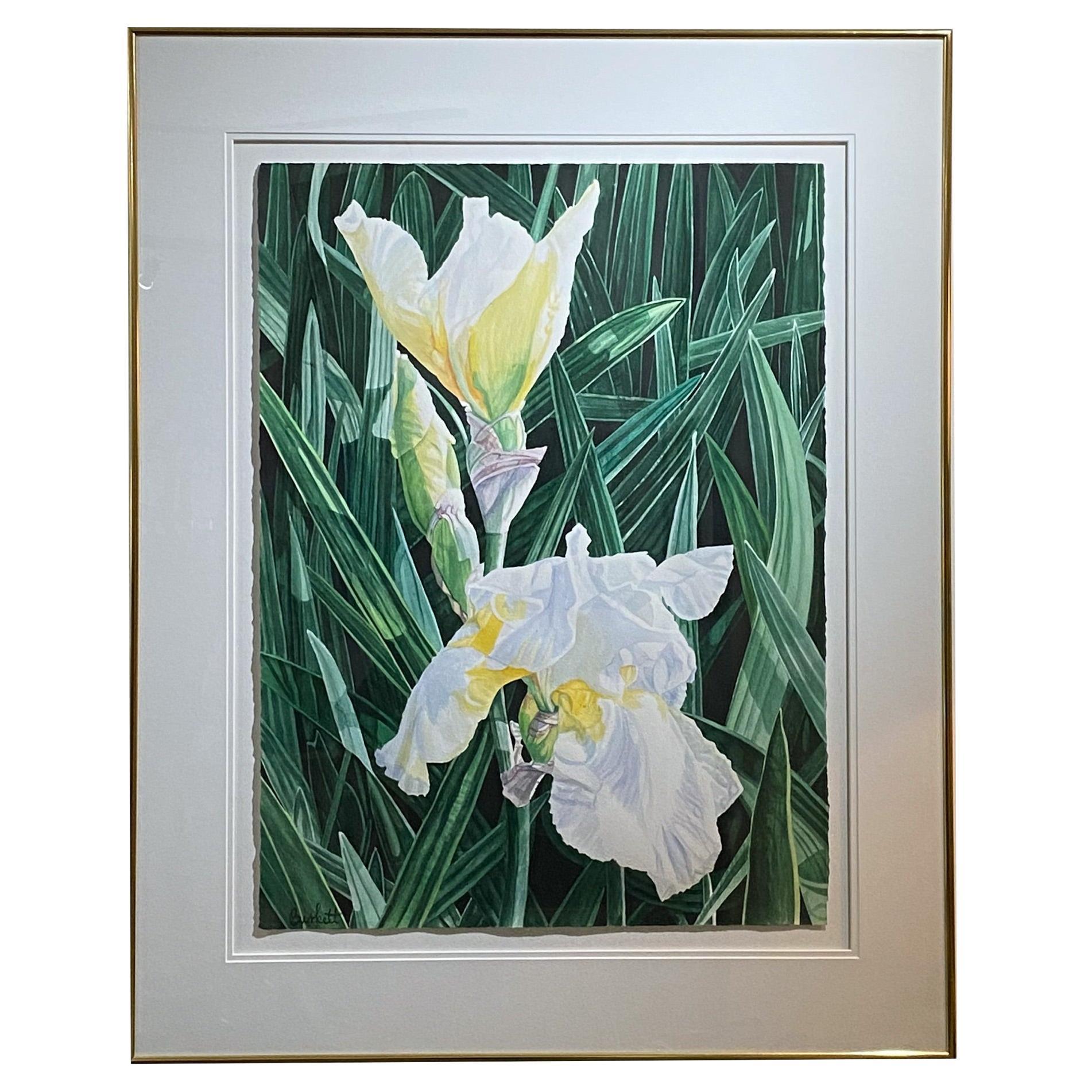 Iris blanche d'Helen Burkett en vente