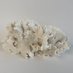 White Lace Coral