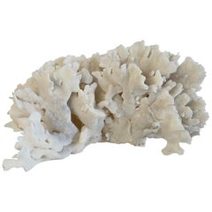 White Lace Coral
