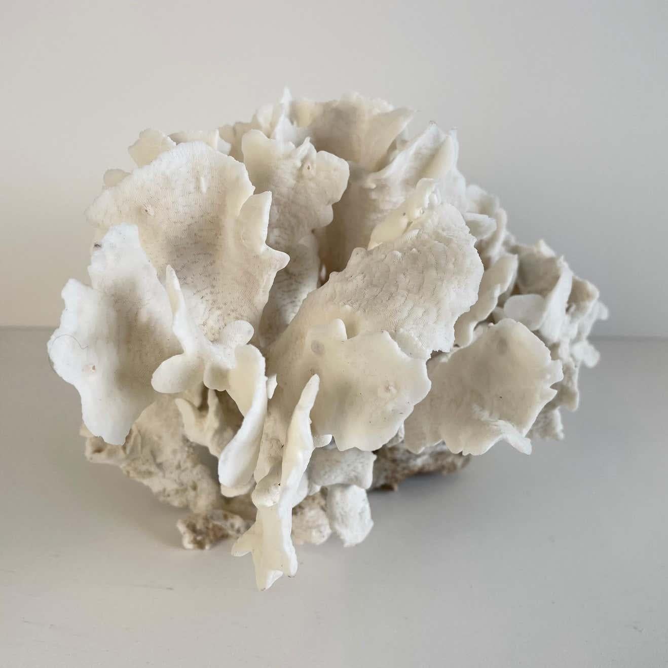 White lace cup coral this coral is real, not faux, and color is natural, not dyed. Each coral varies in size/shape and is one of a kind. The coral photographed is an example of one you may receive.

approximately 7