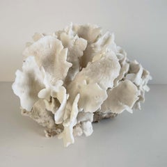 White Lace Cup Coral