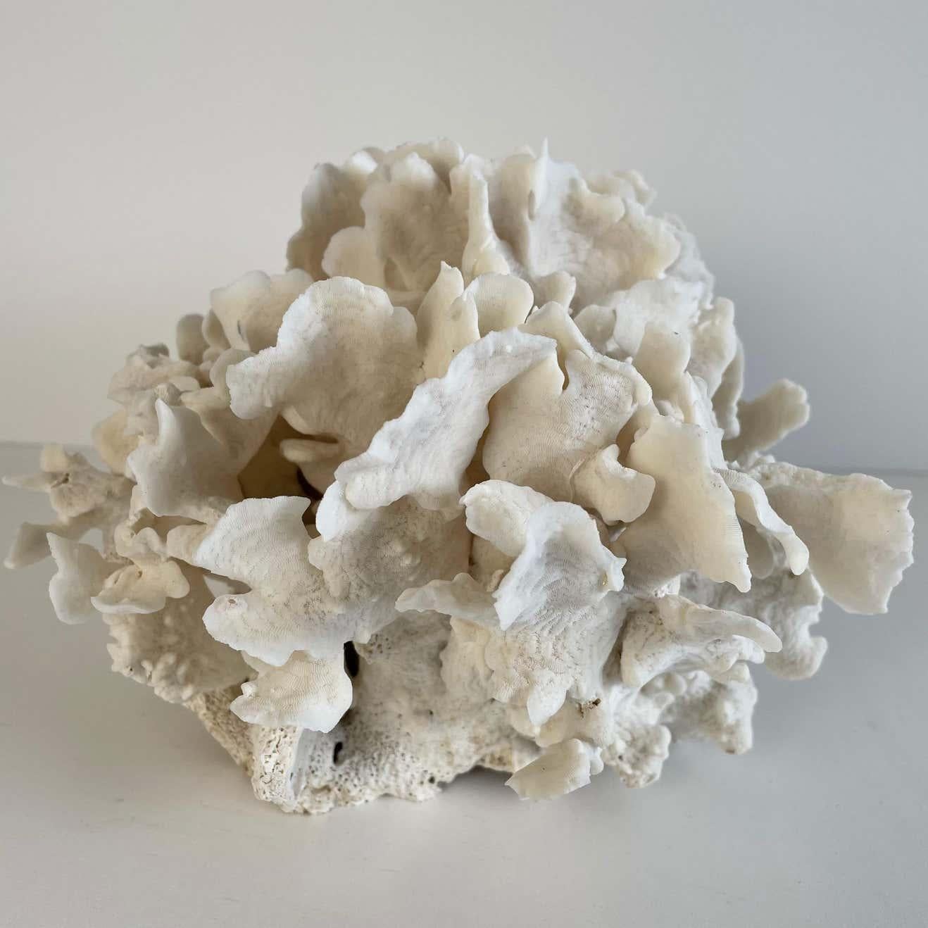 Weiße weiße Spitzenschale mit Koralle (21. Jahrhundert und zeitgenössisch) im Angebot