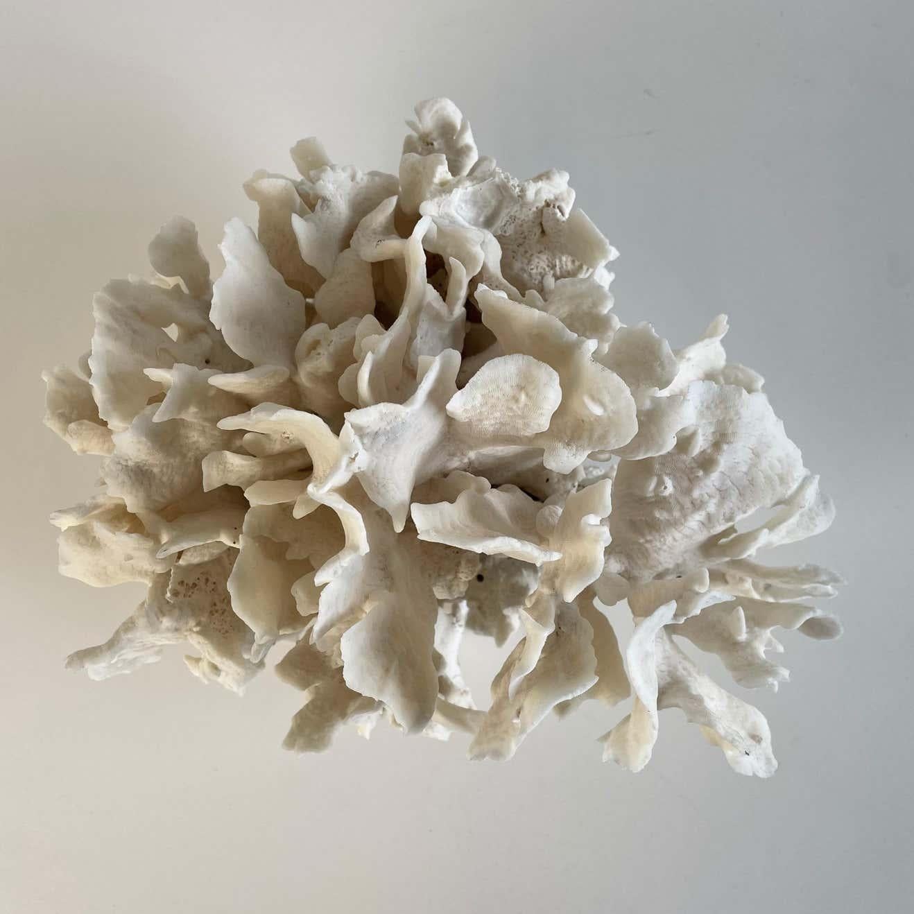 Weiße weiße Spitzenschale mit Koralle im Angebot 1