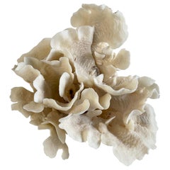 White Lace Cup Coral