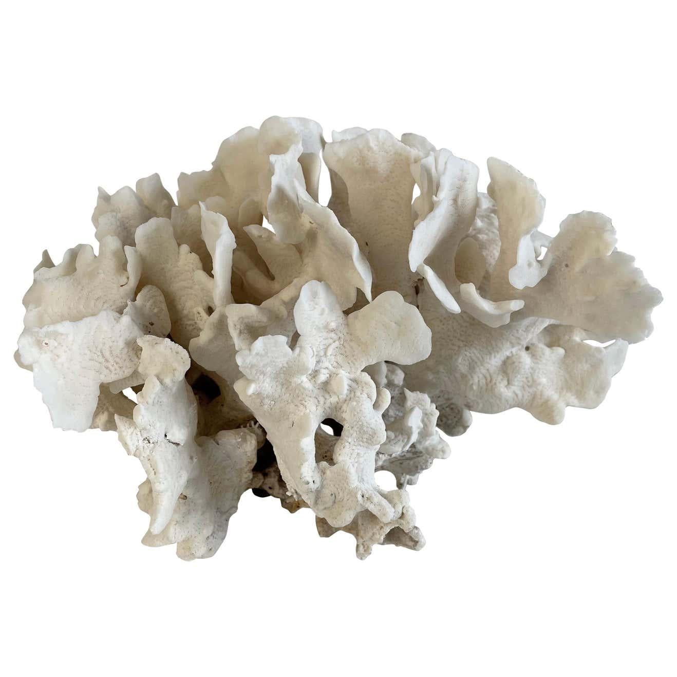 Weiße weiße Spitzenschale mit Koralle im Angebot