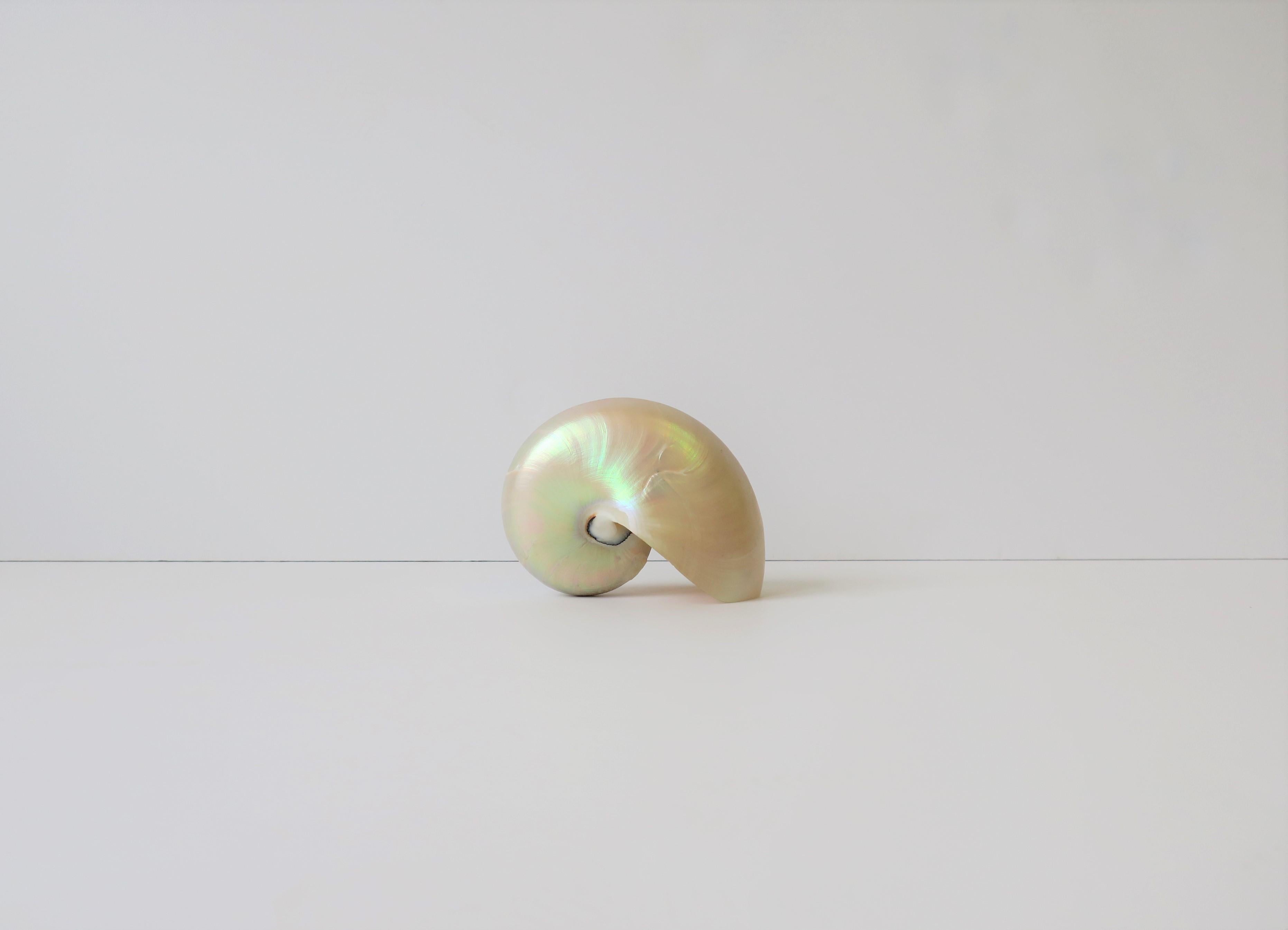 White Mother-of-Pearl Nautilus Sea Shell 3