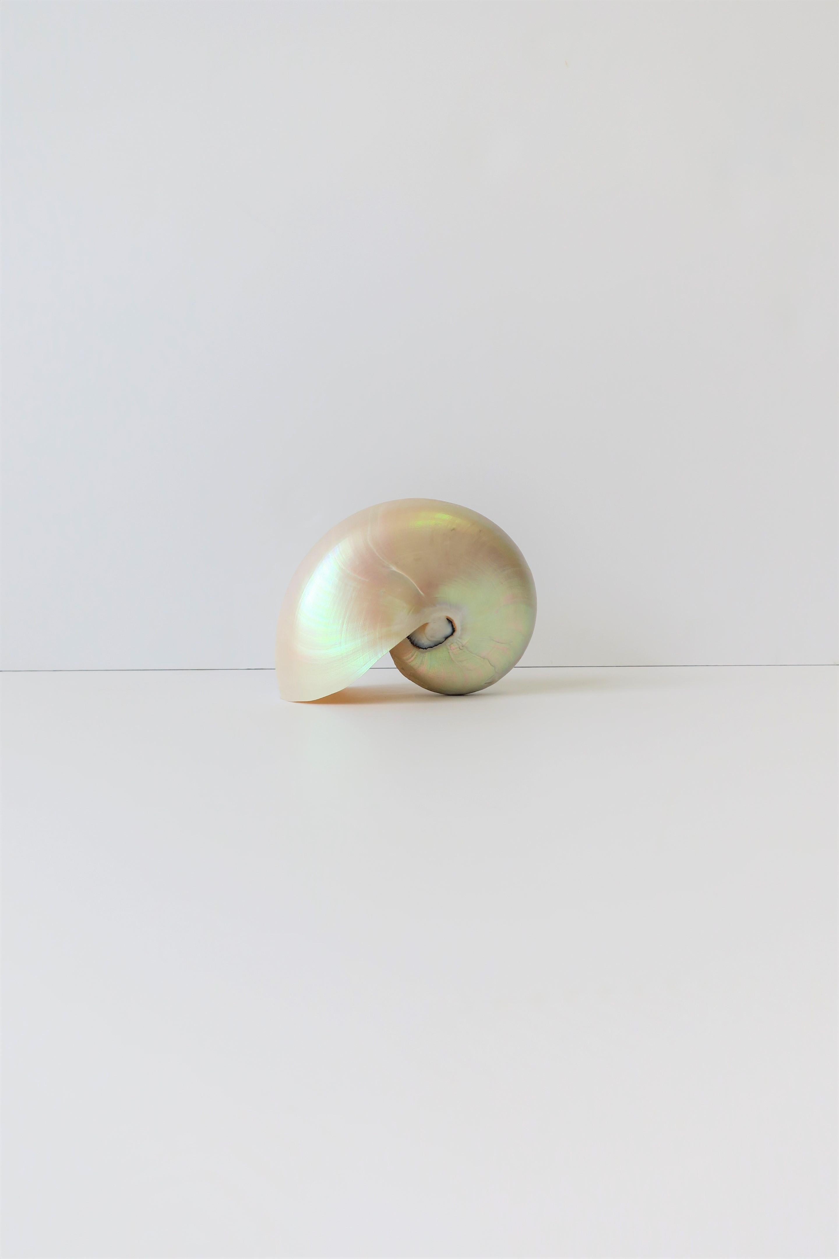 White Mother-of-Pearl Nautilus Sea Shell 6