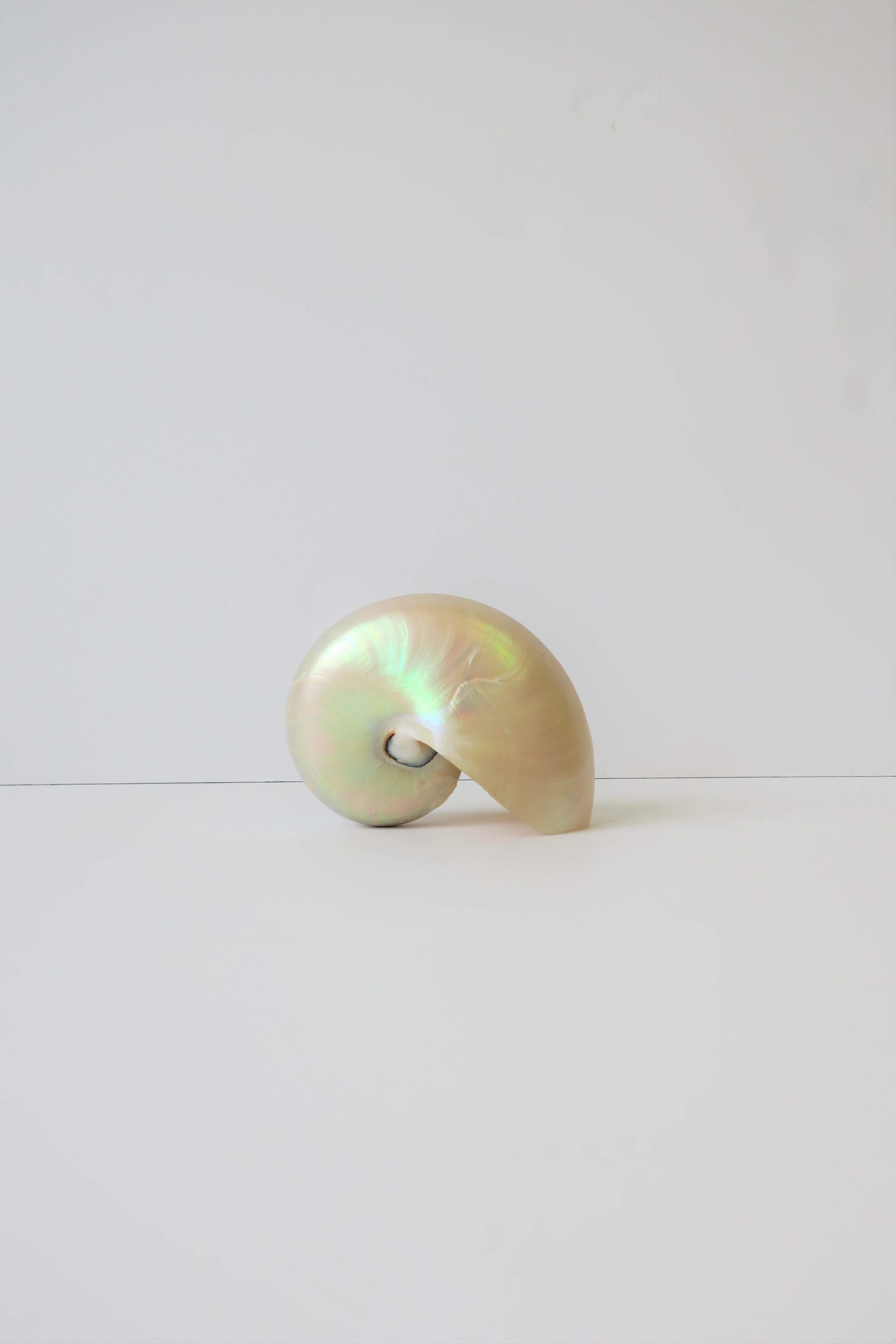 A very beautiful white Mother-of-Pearl nautilus seashell in the style of organic modern, circa 20th century or earlier. 

Nautilus Seashell measures: 2.75