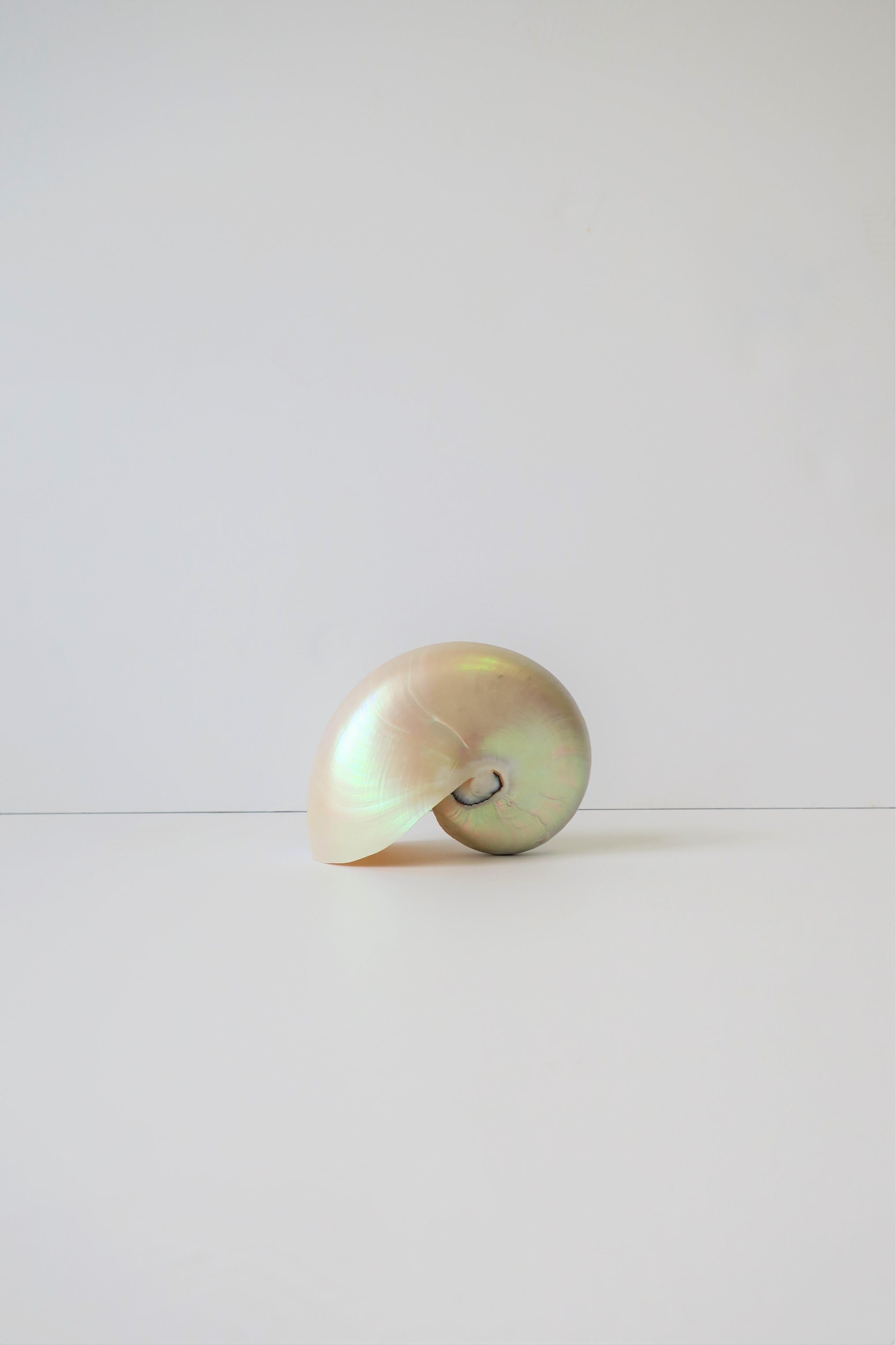 mother of pearl nautilus shell