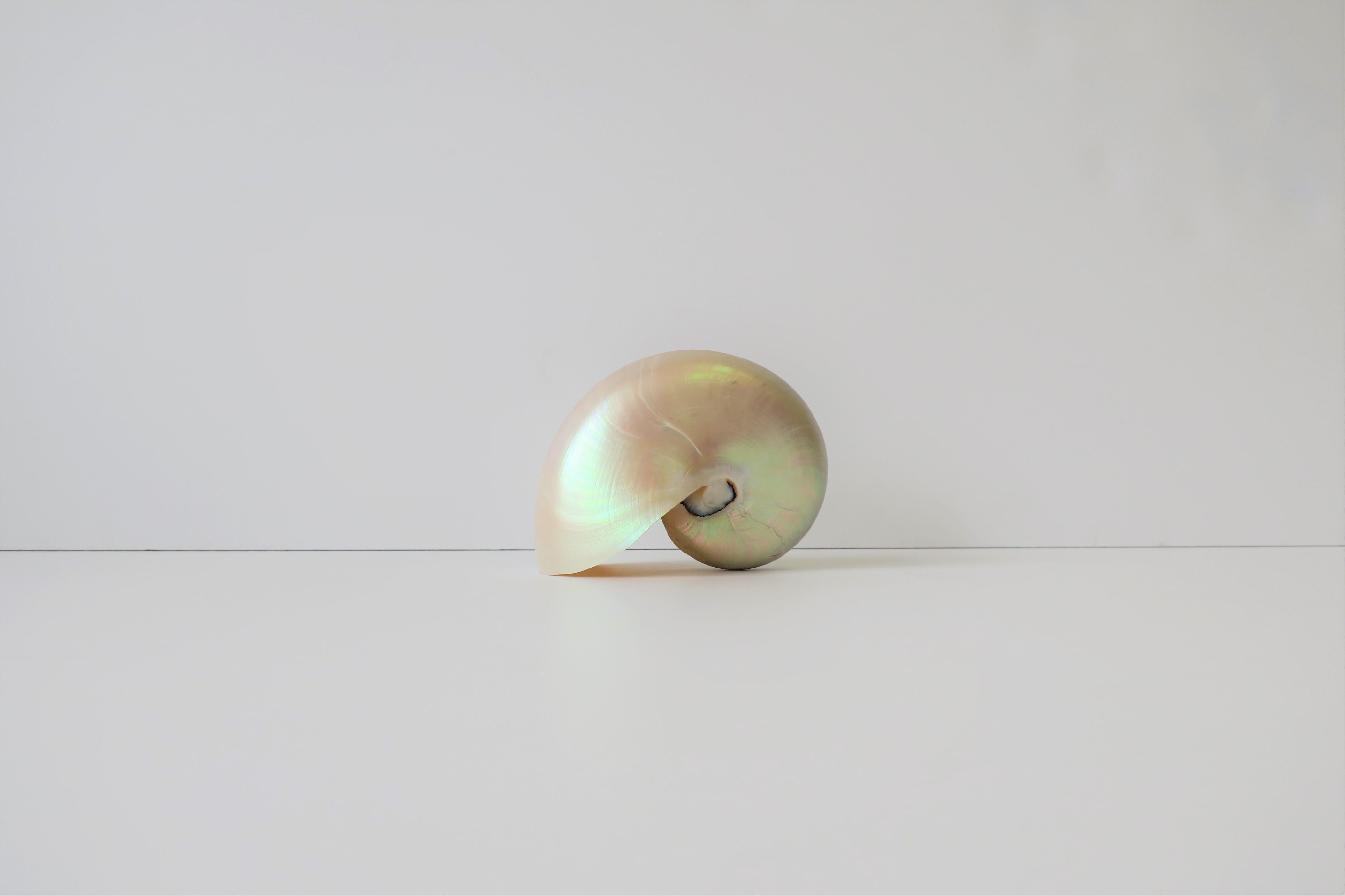 Organic Modern White Mother-of-Pearl Nautilus Sea Shell