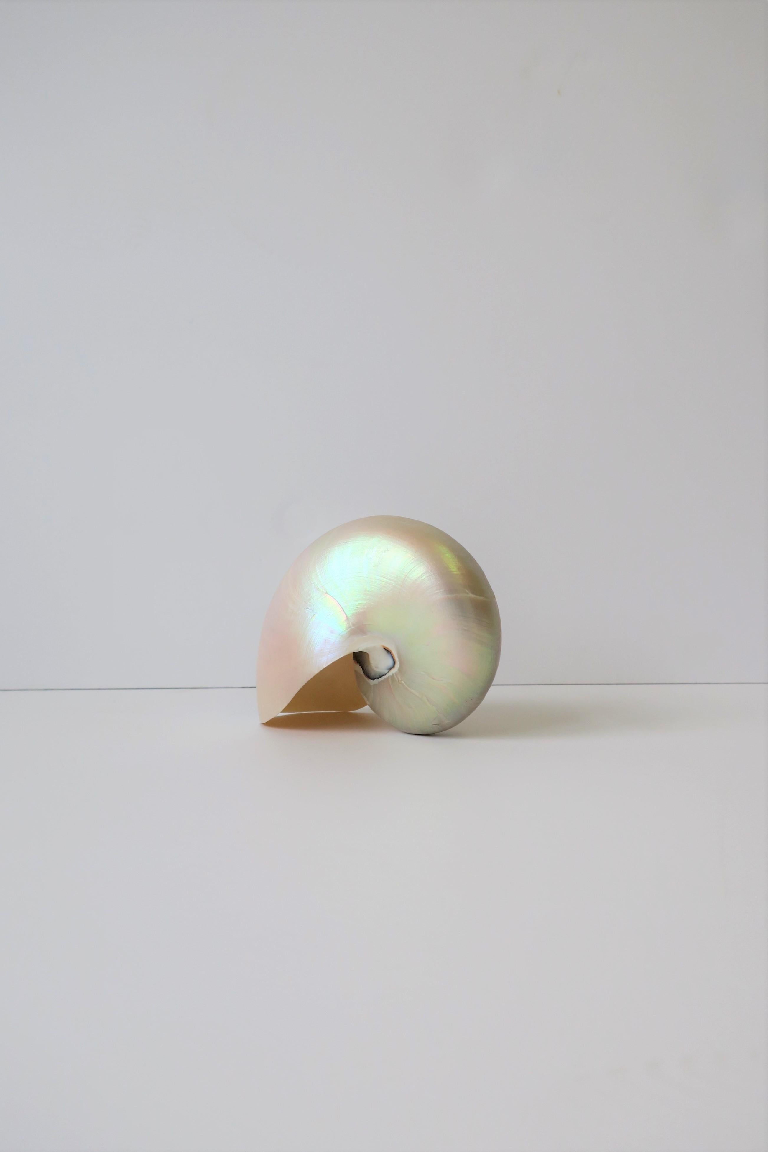 White Mother-of-Pearl Nautilus Sea Shell In Good Condition In New York, NY
