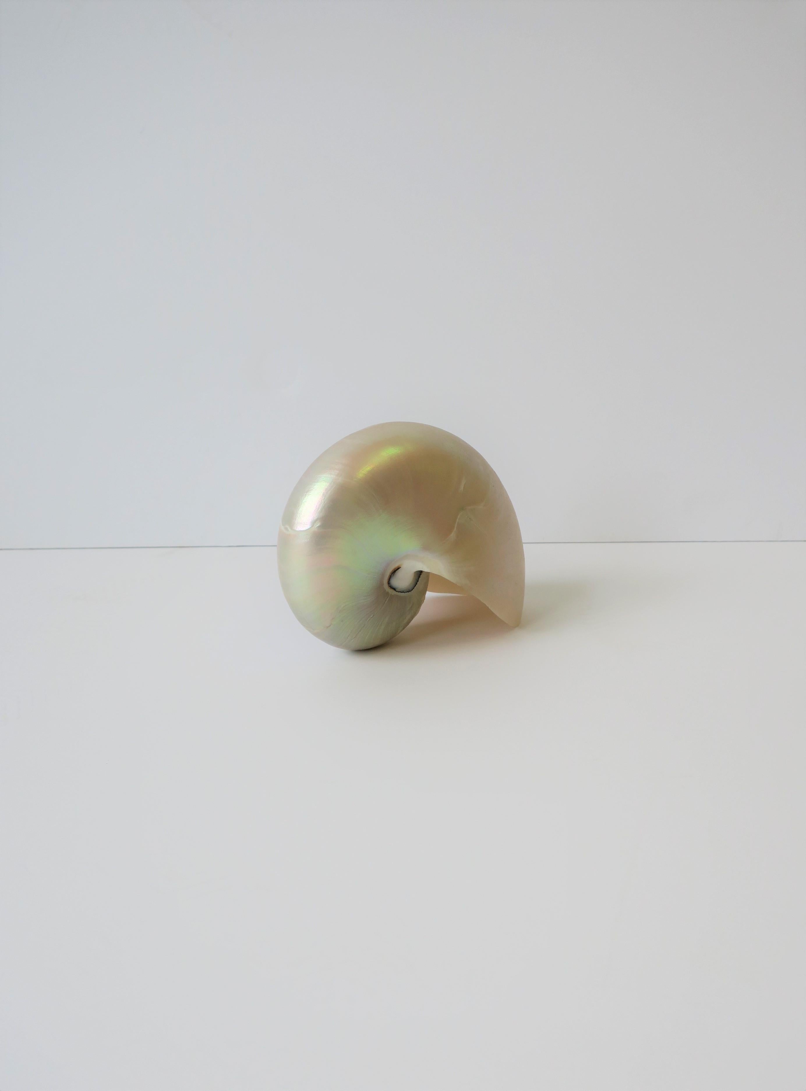 White Mother-of-Pearl Nautilus Sea Shell 1