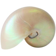 White Mother-of-Pearl Nautilus Sea Shell