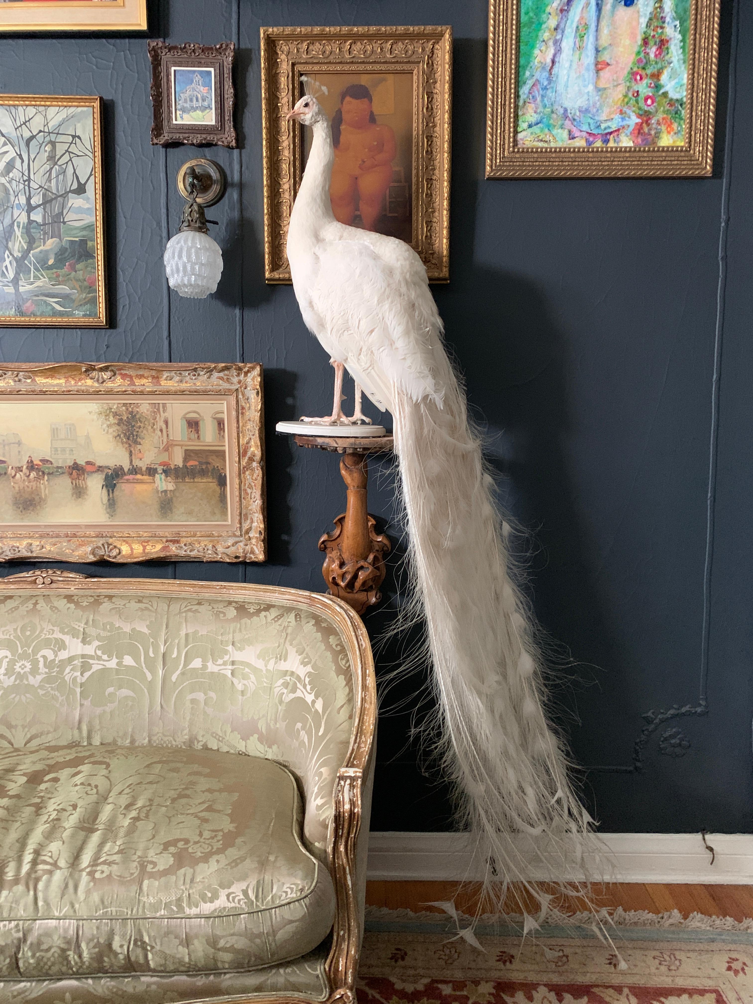 A white taxidermy peacock on stand. This is a wonderful piece to add to any room. The Ralph Lauren look or any statement in white. The peacock is a very nice specimen and wonderfully done, the hidden tail disengages for easy moving. The piece is