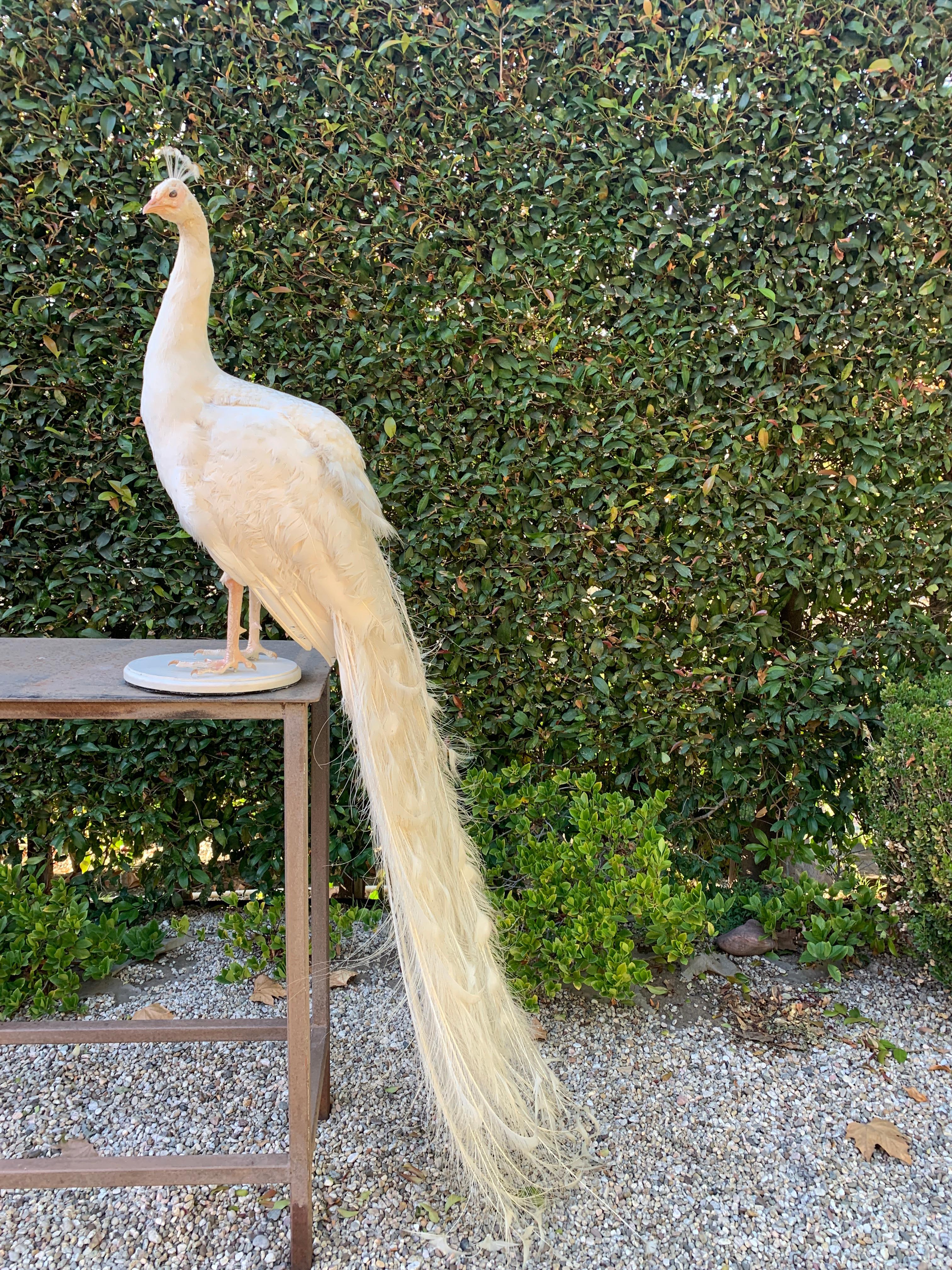 White Mounted Peacock on Stand In Good Condition In Los Angeles, CA